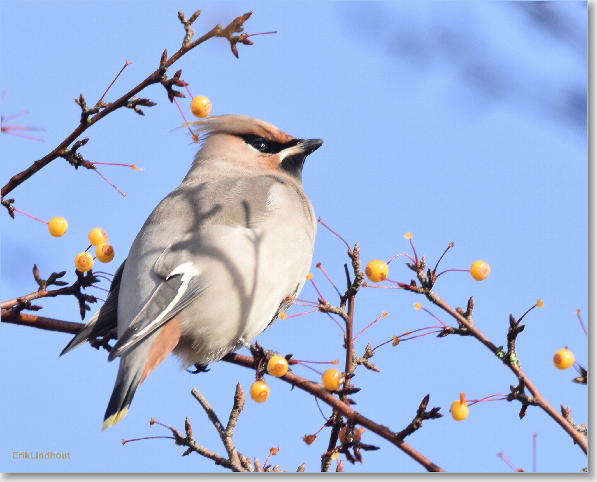 Sigma 150-600mm F5-6.3 DG OS HSM | C sample photo. Waxwing photography