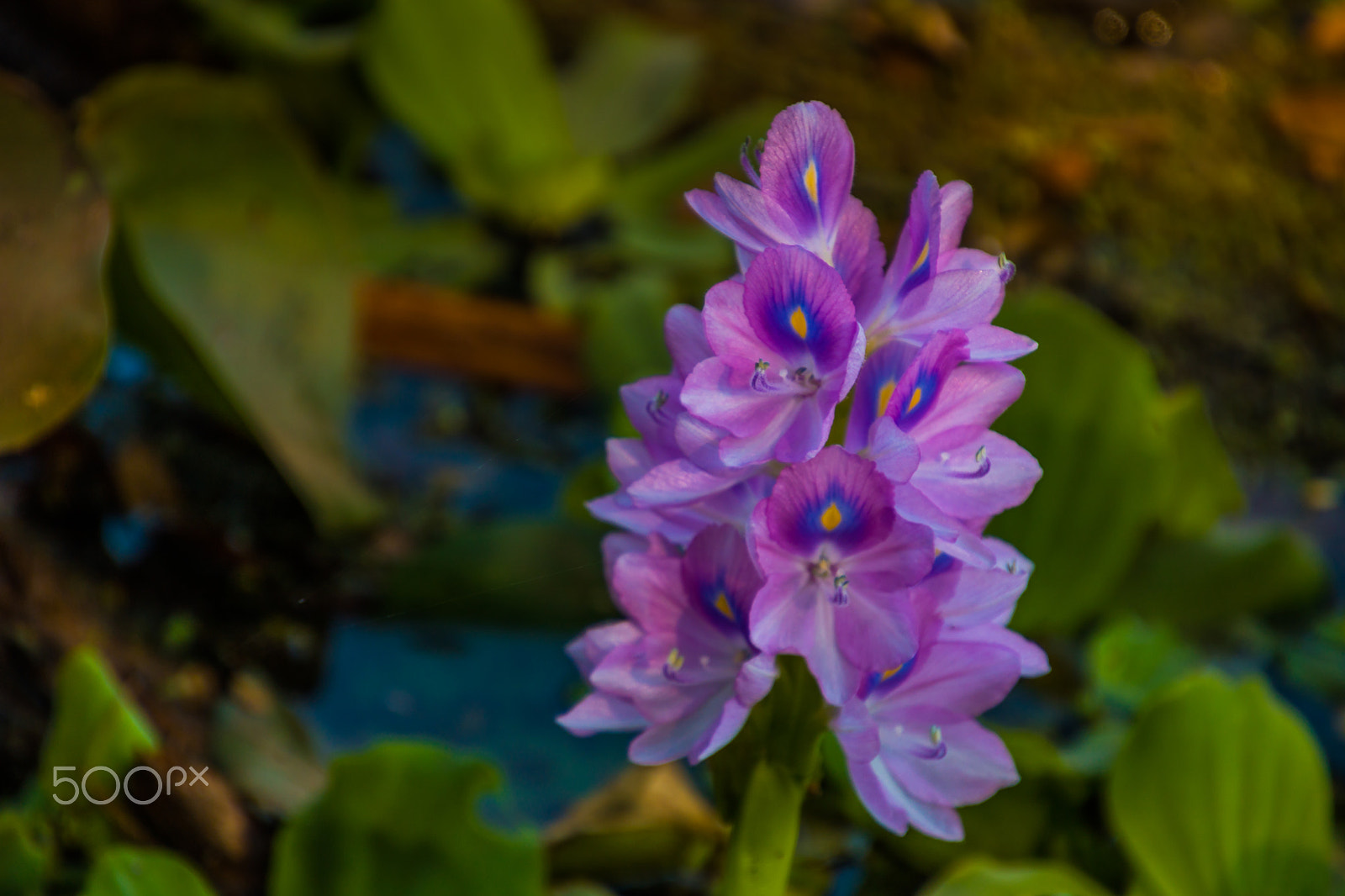 Canon EOS 750D (EOS Rebel T6i / EOS Kiss X8i) sample photo. Flower photography