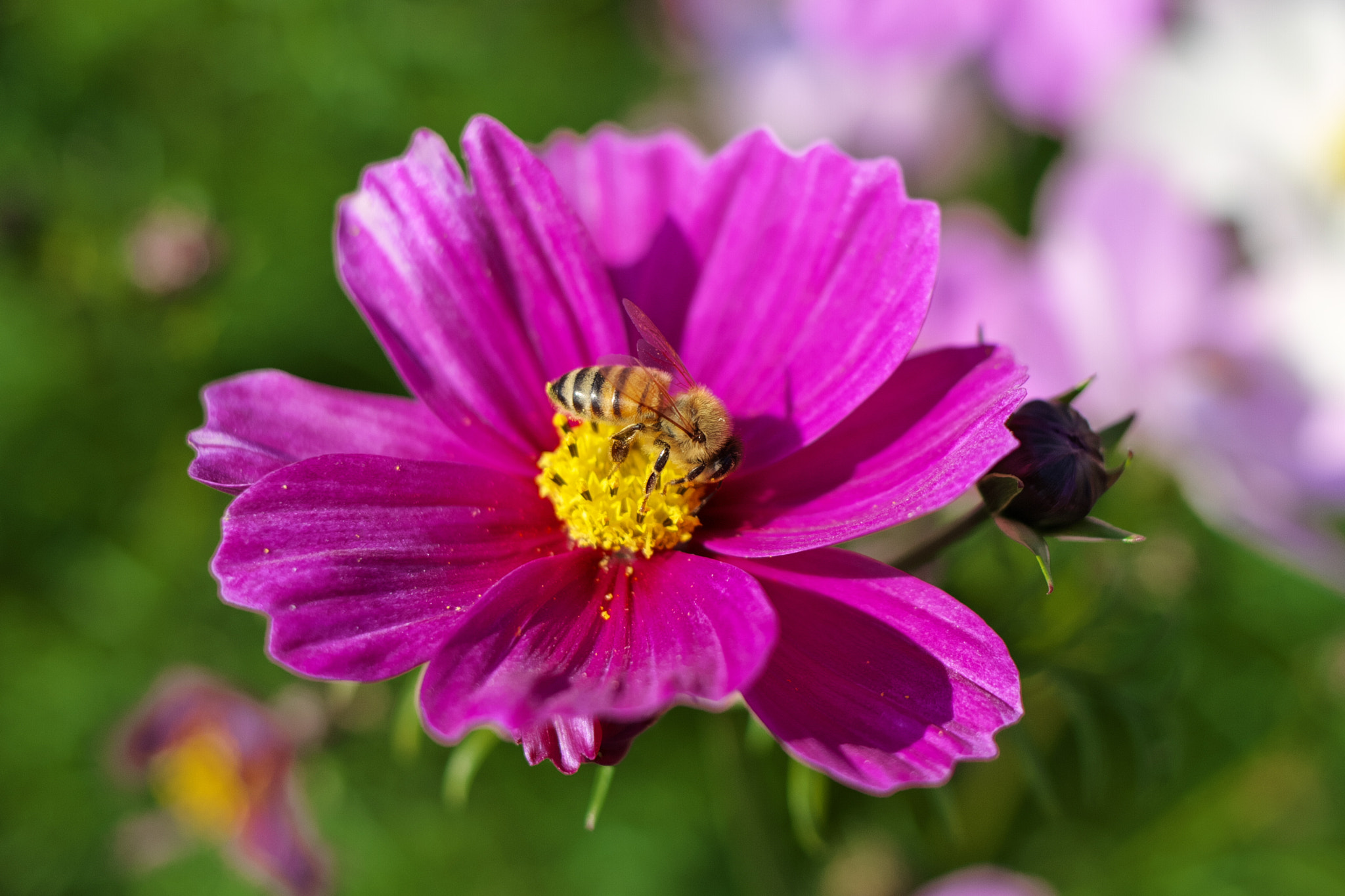 Canon EOS 7D + Canon EF 35mm F2 IS USM sample photo. Cosmos and honey bee photography