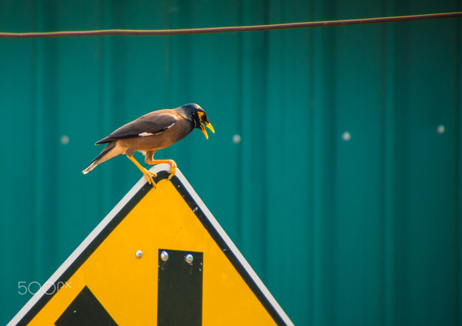 Canon EOS 750D (EOS Rebel T6i / EOS Kiss X8i) sample photo. Bird photography