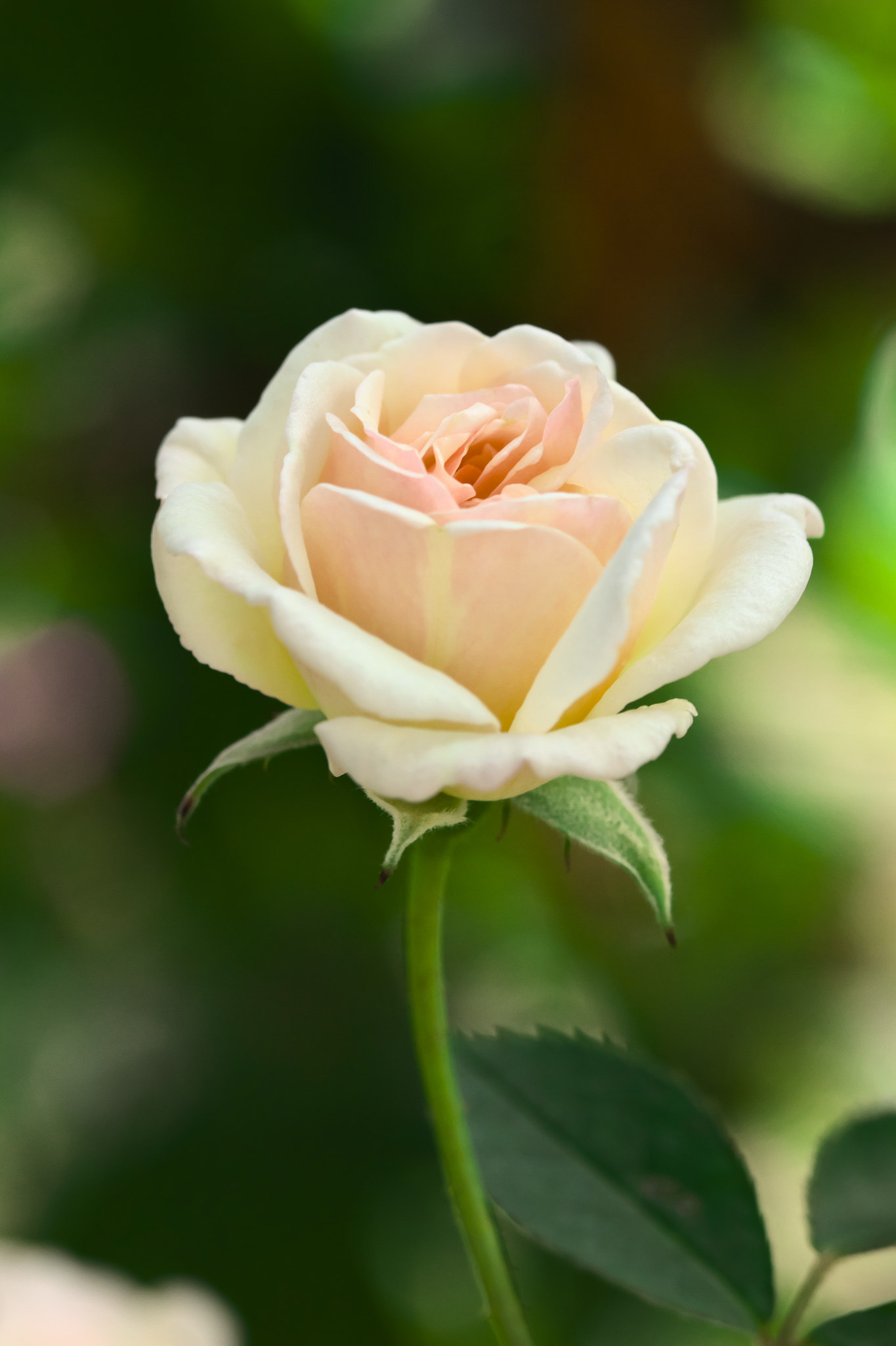 Canon EOS 7D + Canon EF 100mm F2.8 Macro USM sample photo. Miniature rose photography