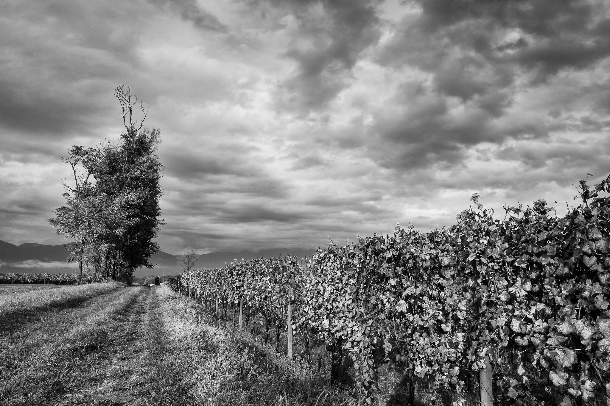Fujifilm X-E2 + Fujifilm XF 18mm F2 R sample photo. Autunno in franciacorta photography