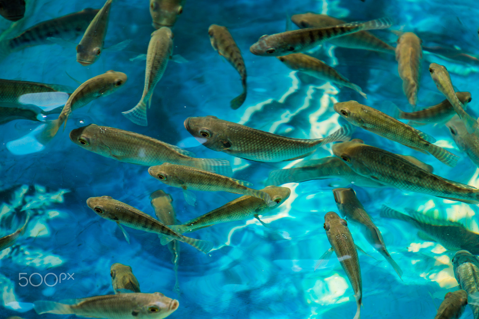 Canon EOS 750D (EOS Rebel T6i / EOS Kiss X8i) sample photo. Fishes photography
