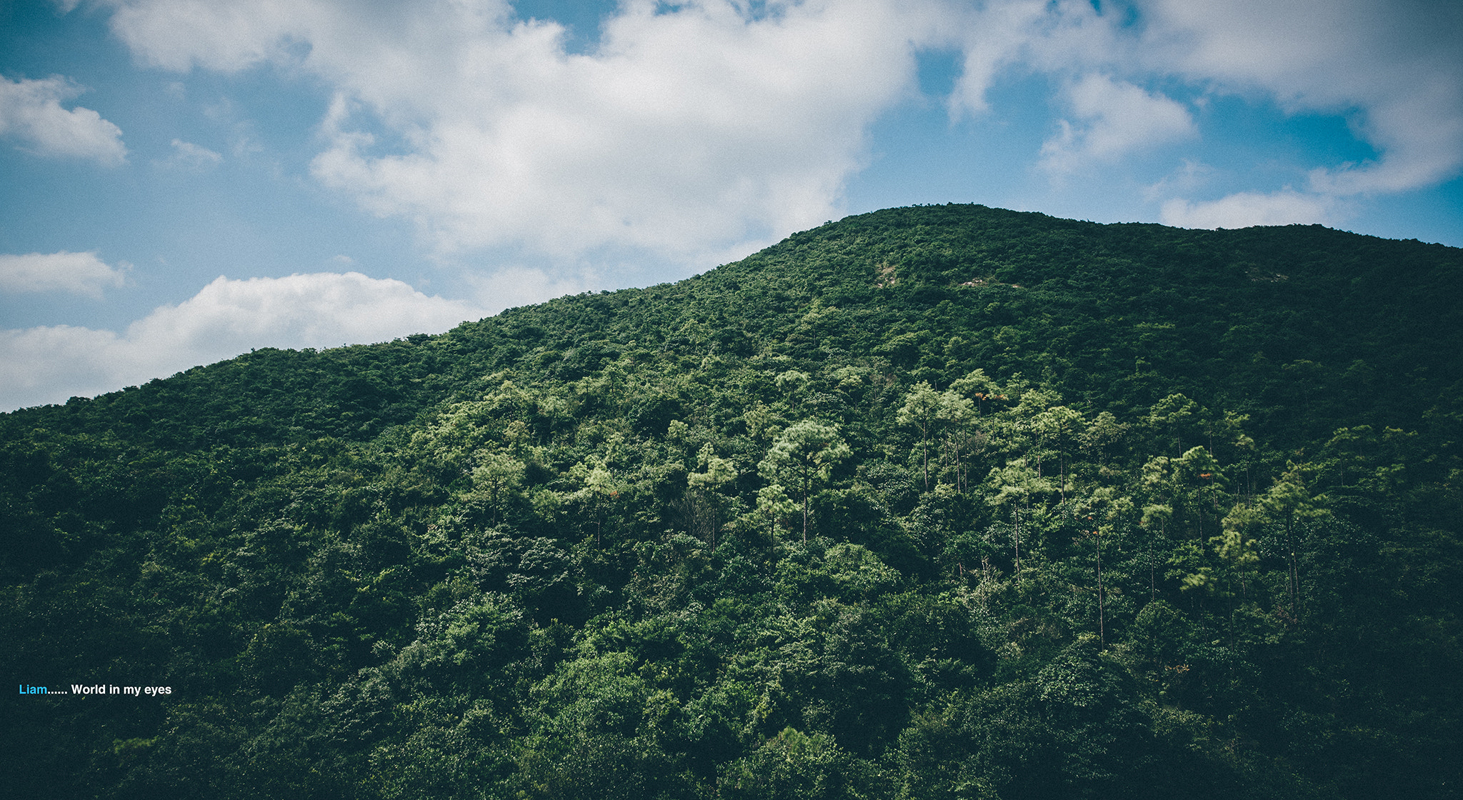 Sigma 12-24mm F4.5-5.6 II DG HSM sample photo. Tree of life photography