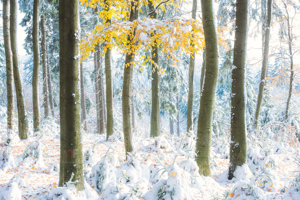 Nikon D810 + Nikon AF-S Nikkor 58mm F1.4G sample photo. Hibernal autumn forest photography