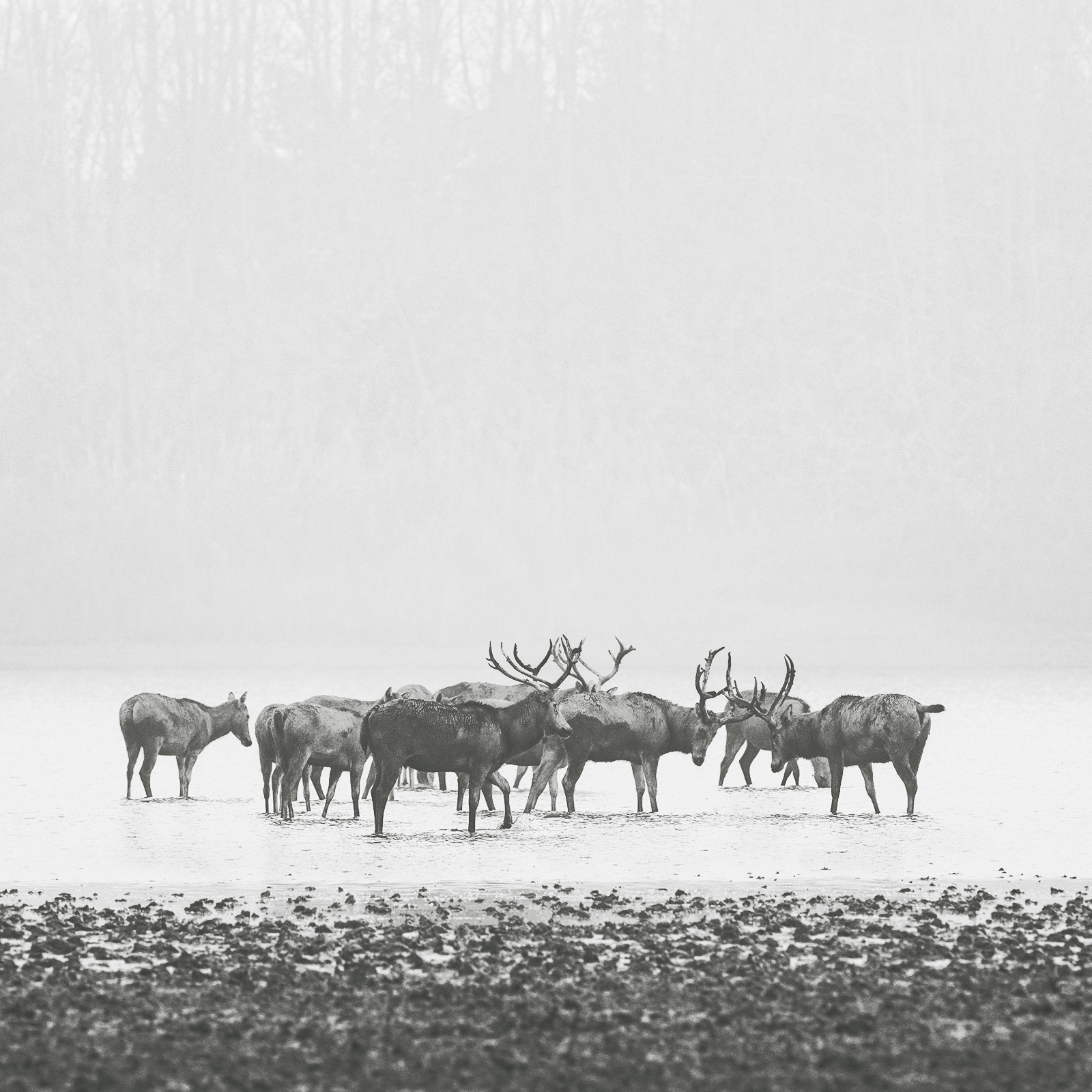 Canon EOS 5DS R sample photo. Moose in fog photography