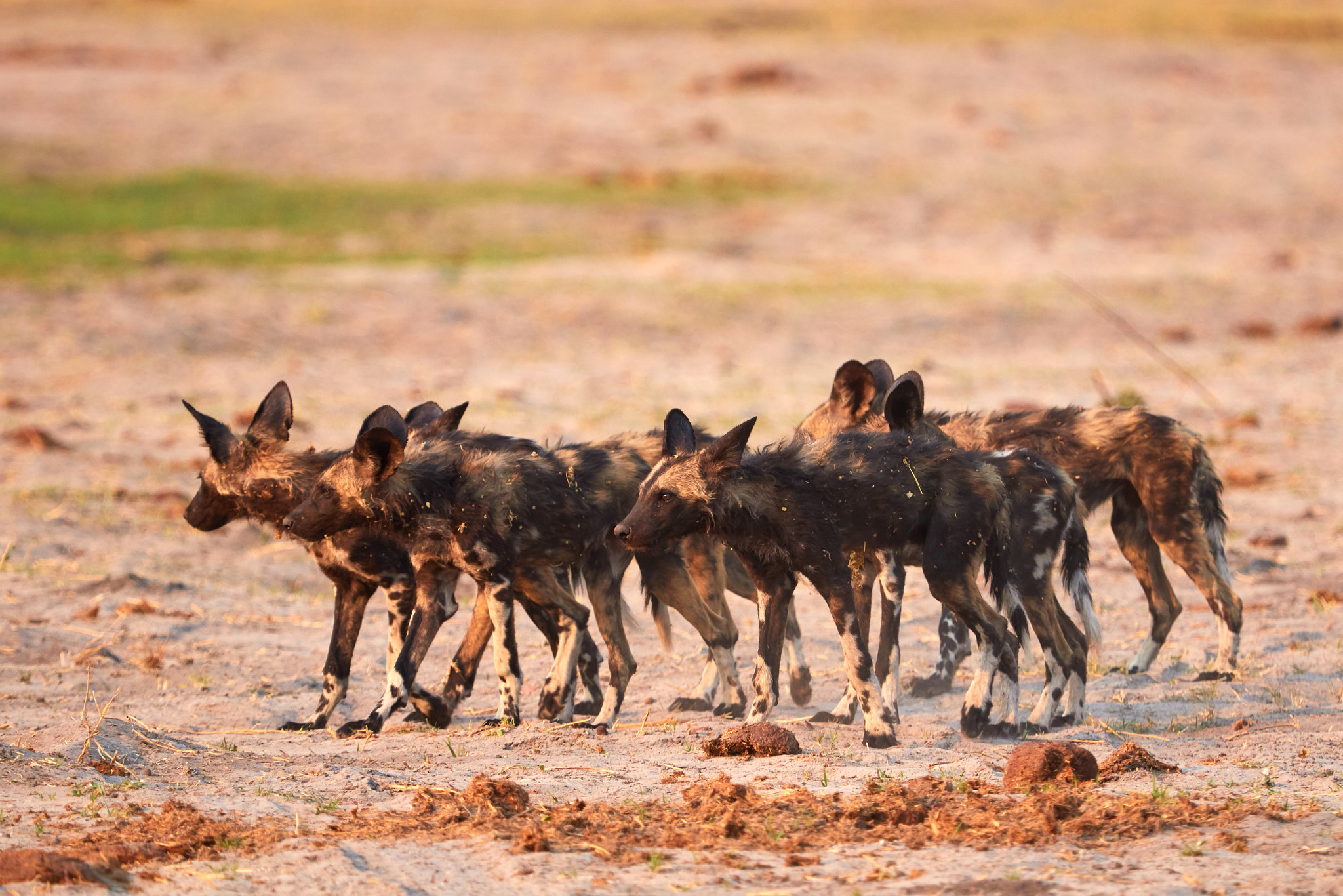 Canon EF 100-400mm F4.5-5.6L IS USM sample photo. African wild dog puppies on the lookout! photography