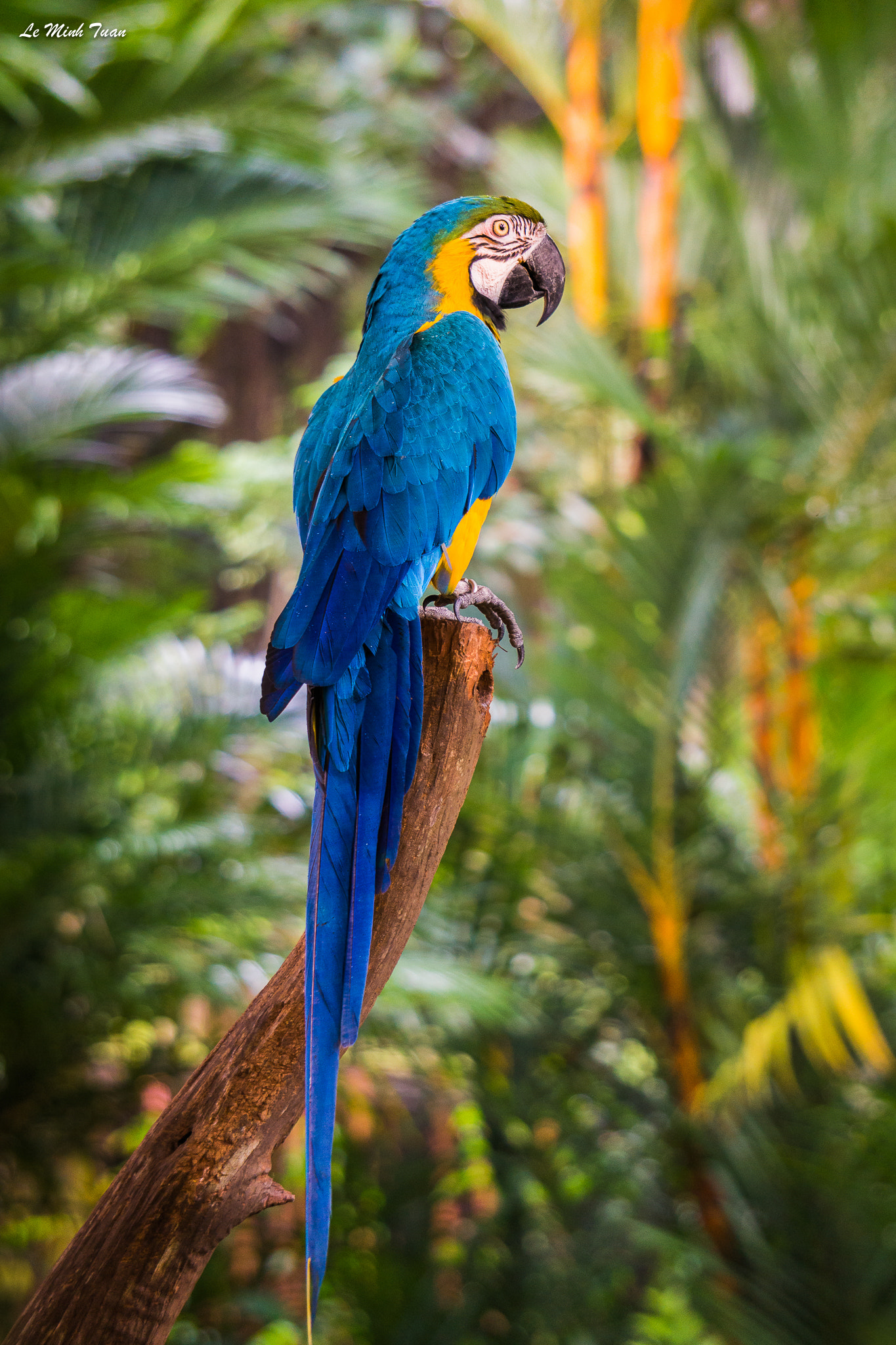 Sony Alpha NEX-7 + Sony E 55-210mm F4.5-6.3 OSS sample photo. Colorful parrot photography