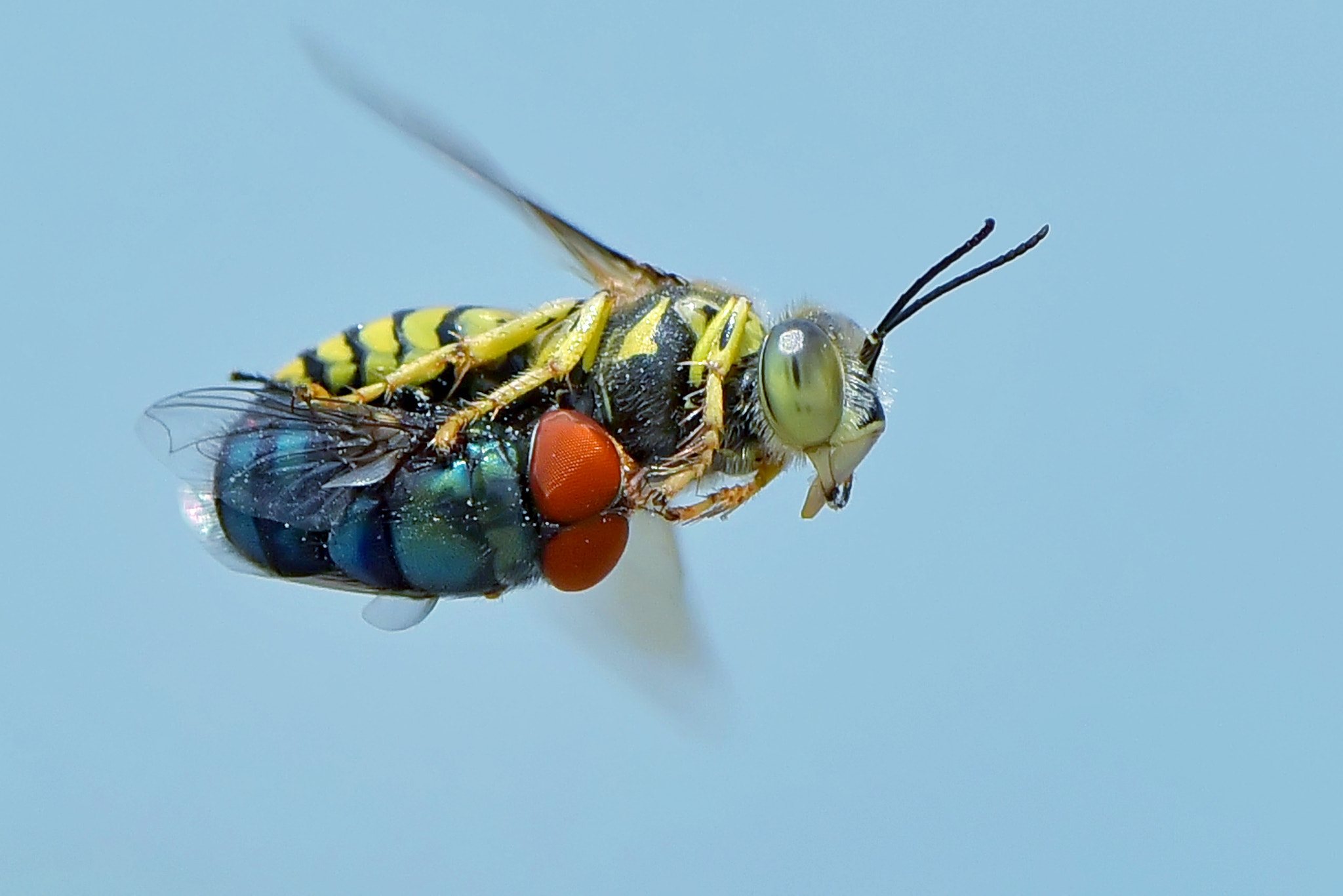 Nikon D750 sample photo. Sandwasp (bembix oculata) photography