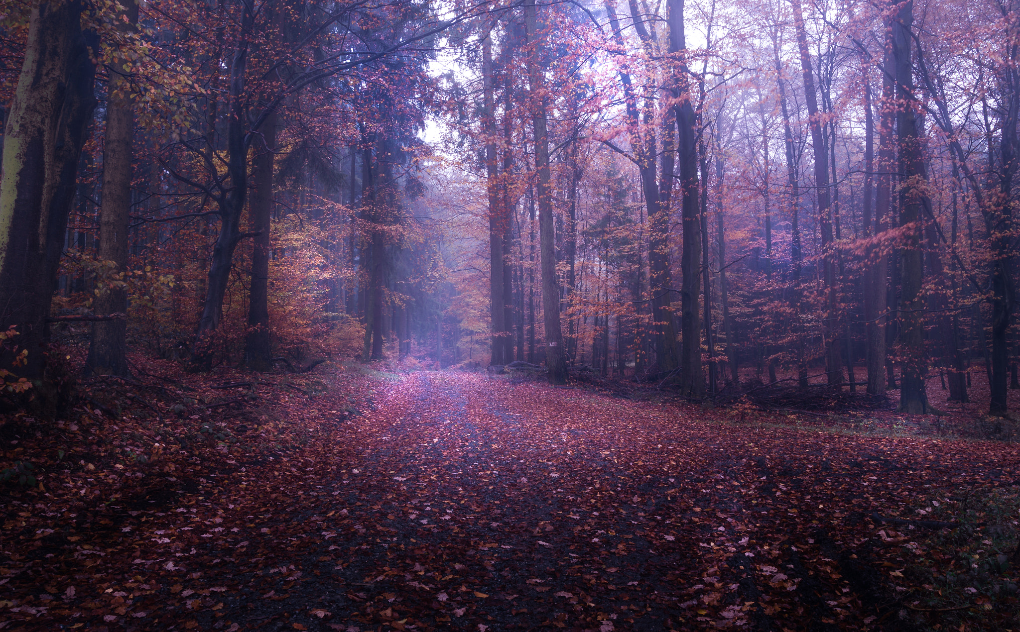 Sony SLT-A58 sample photo. Autumn in the forests photography