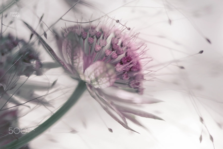 Canon EF 100mm F2.8 Macro USM sample photo. 19288913034.jpg photography