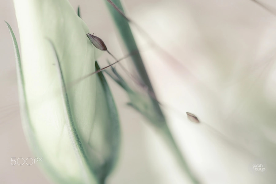 Canon EF 100mm F2.8 Macro USM sample photo. 19916633131.jpg photography