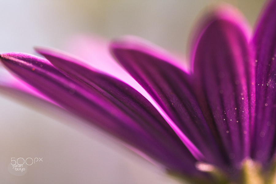Canon EF 100mm F2.8 Macro USM sample photo. 13803330305.jpg photography