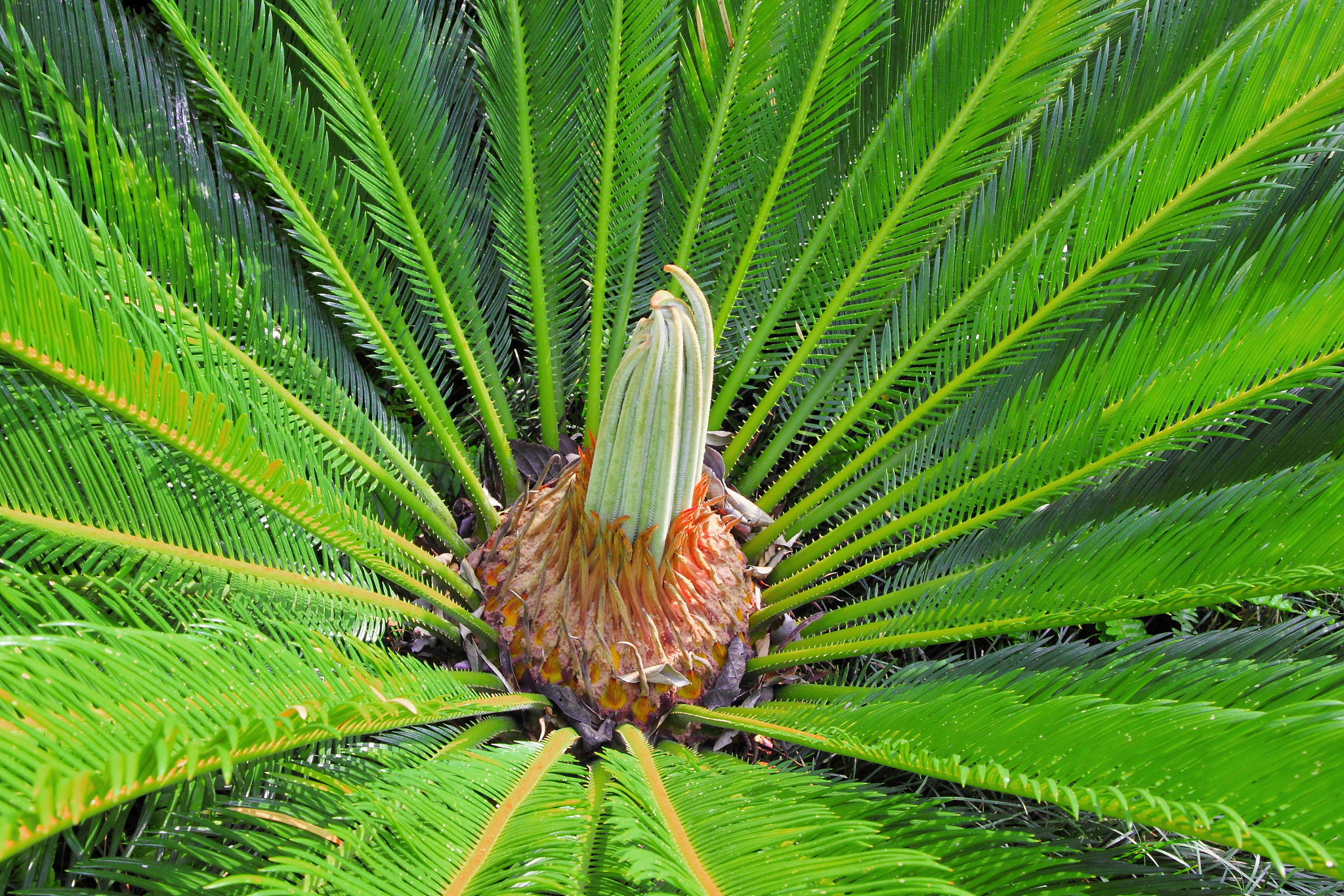 Canon EOS 500D (EOS Rebel T1i / EOS Kiss X3) + Canon EF-S 17-55mm F2.8 IS USM sample photo. Cycad- an ancient group of plants. jurassic period photography