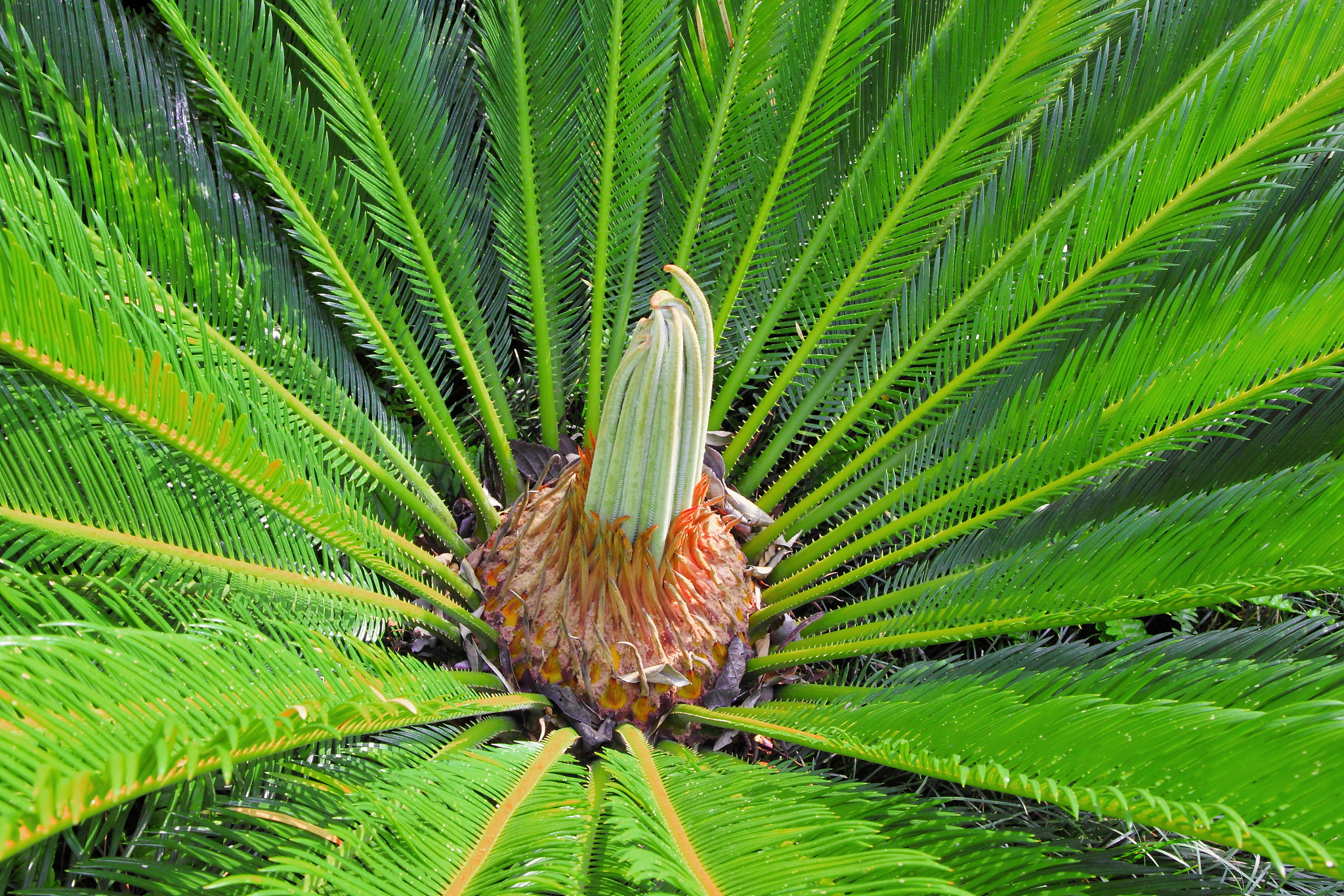 Canon EF-S 17-55mm F2.8 IS USM sample photo. Cycad- an ancient group of plants. jurassic period photography