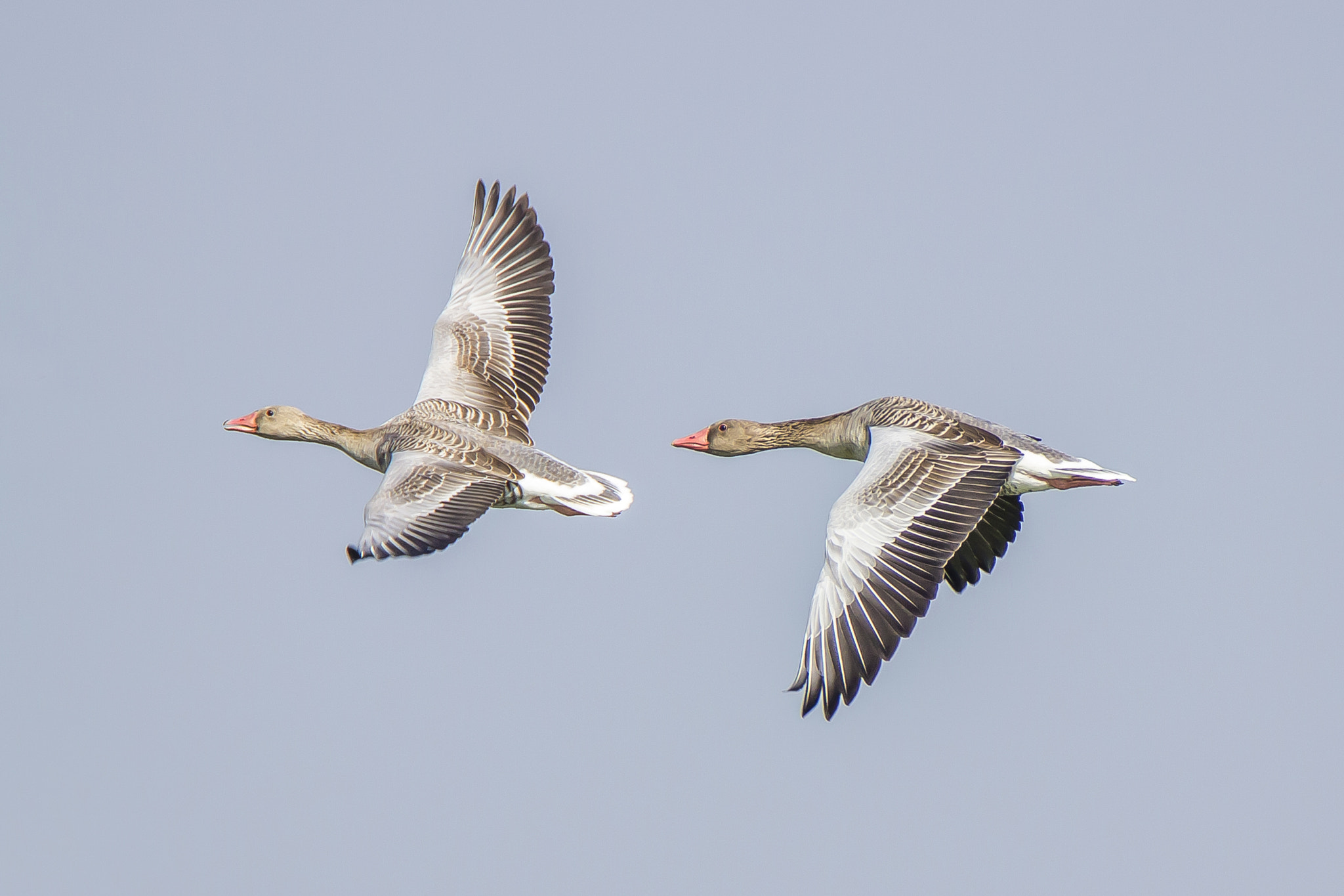 Tamron SP 150-600mm F5-6.3 Di VC USD sample photo. Grey lag goose # 5 • vadhwana lake • nov. 2016 photography
