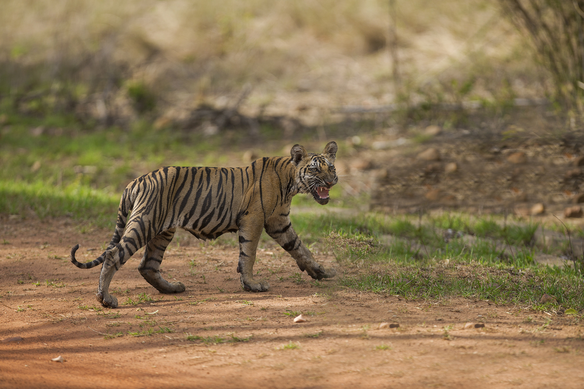 Canon EOS-1D X sample photo. Tippeshwar wildlife sanctuary @ 1 dx 300 2.8 . photography