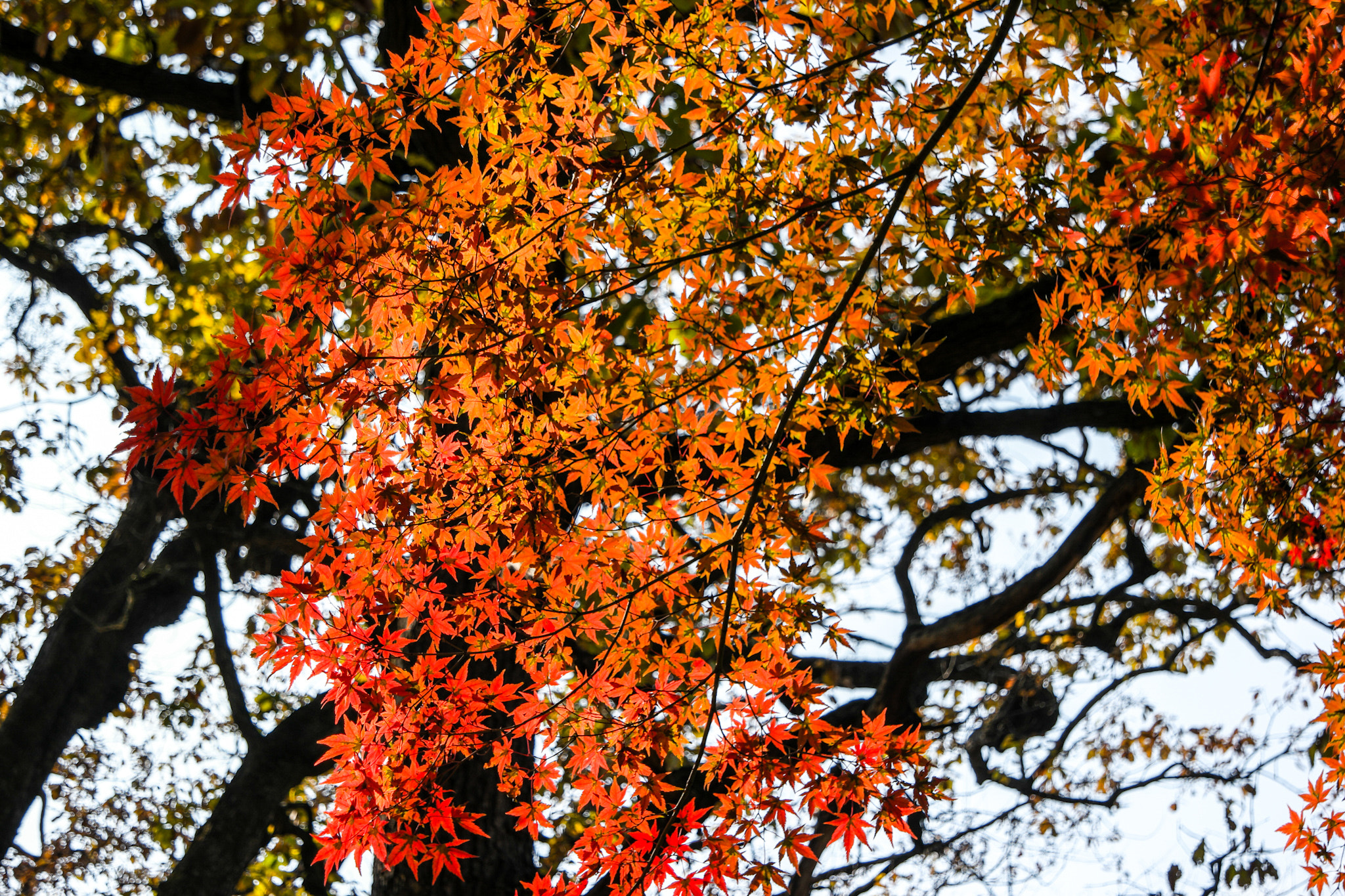 Samsung NX500 + Samsung NX 16-50mm F3.5-5.6 Power Zoom ED OIS sample photo. Color of autumn photography