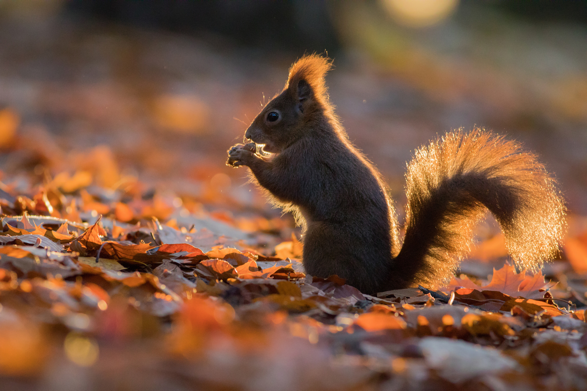 Canon EF 400mm F5.6L USM sample photo. Squirrel photography