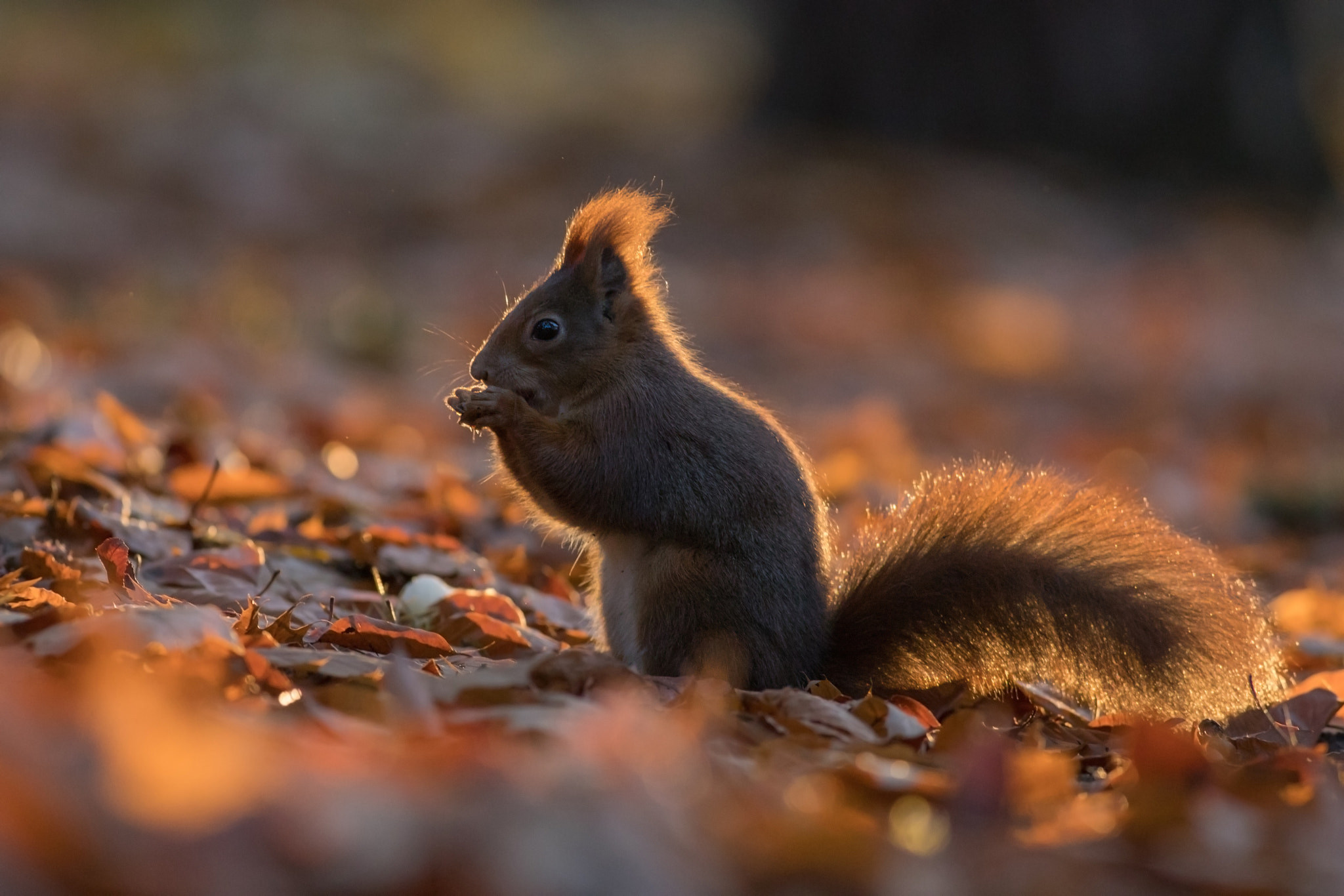 Canon EOS 5D Mark IV + Canon EF 400mm F5.6L USM sample photo. Squirrel photography