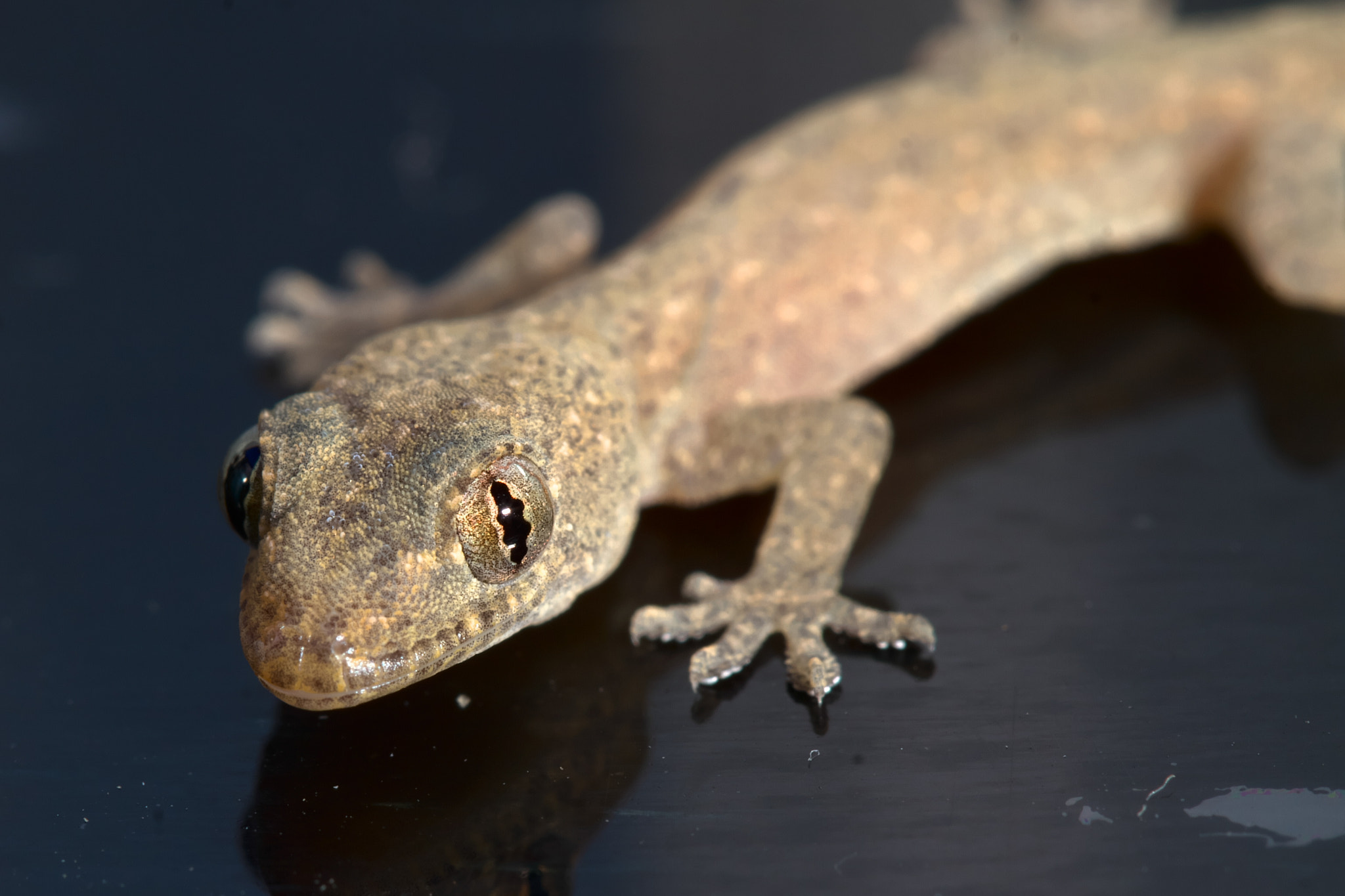 Canon EOS 7D + Canon EF 100mm F2.8 Macro USM sample photo. House gecko photography