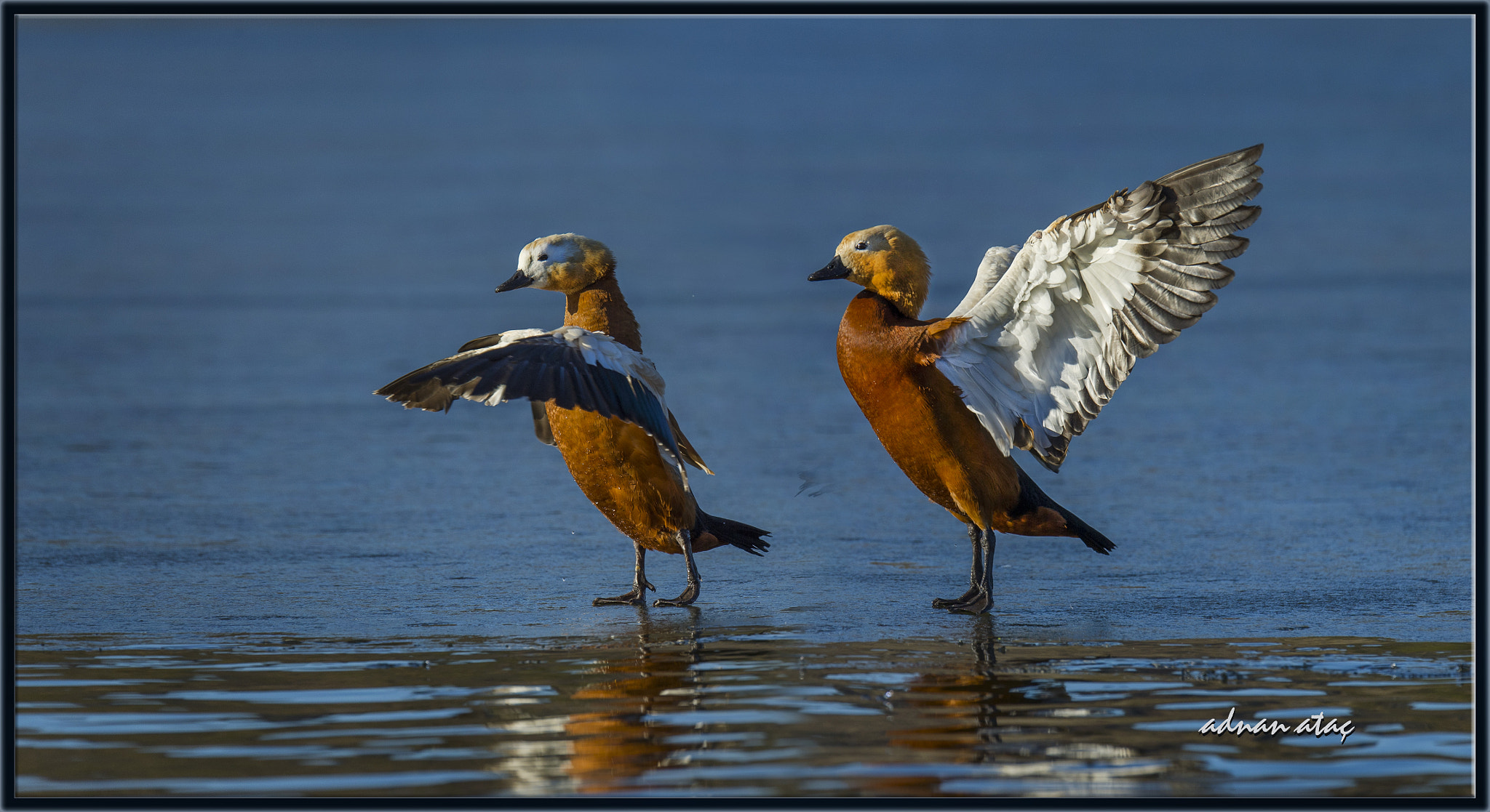 Sigma 150-600mm F5-6.3 DG OS HSM | S sample photo. Angıt - ruddy shelduck - tadorna ferruginea photography