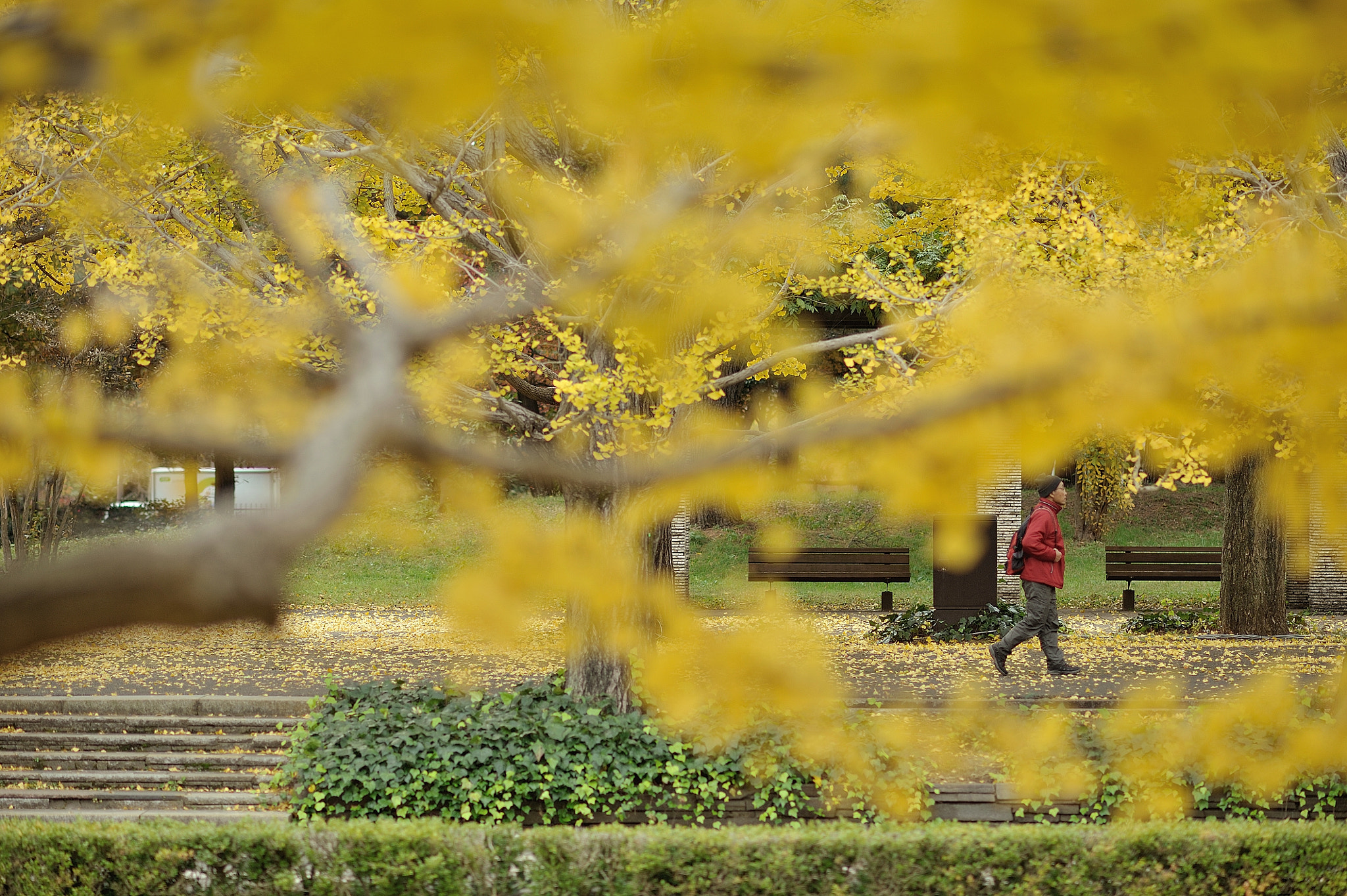 AF DC-Nikkor 135mm f/2D sample photo. Autumn for tokyoites photography