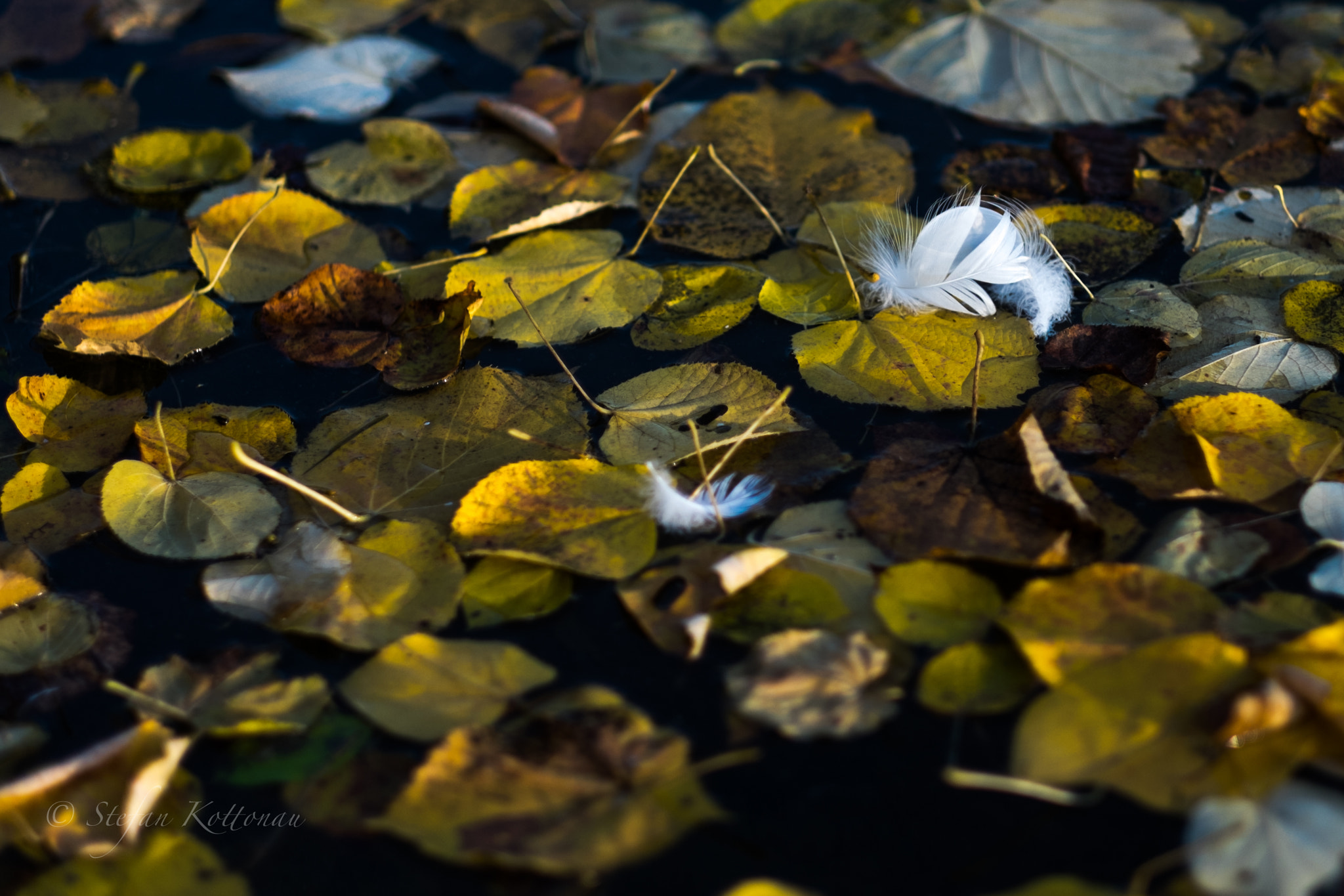 Fujifilm XF 56mm F1.2 R sample photo. Bye bye birds, see you in spring again. photography