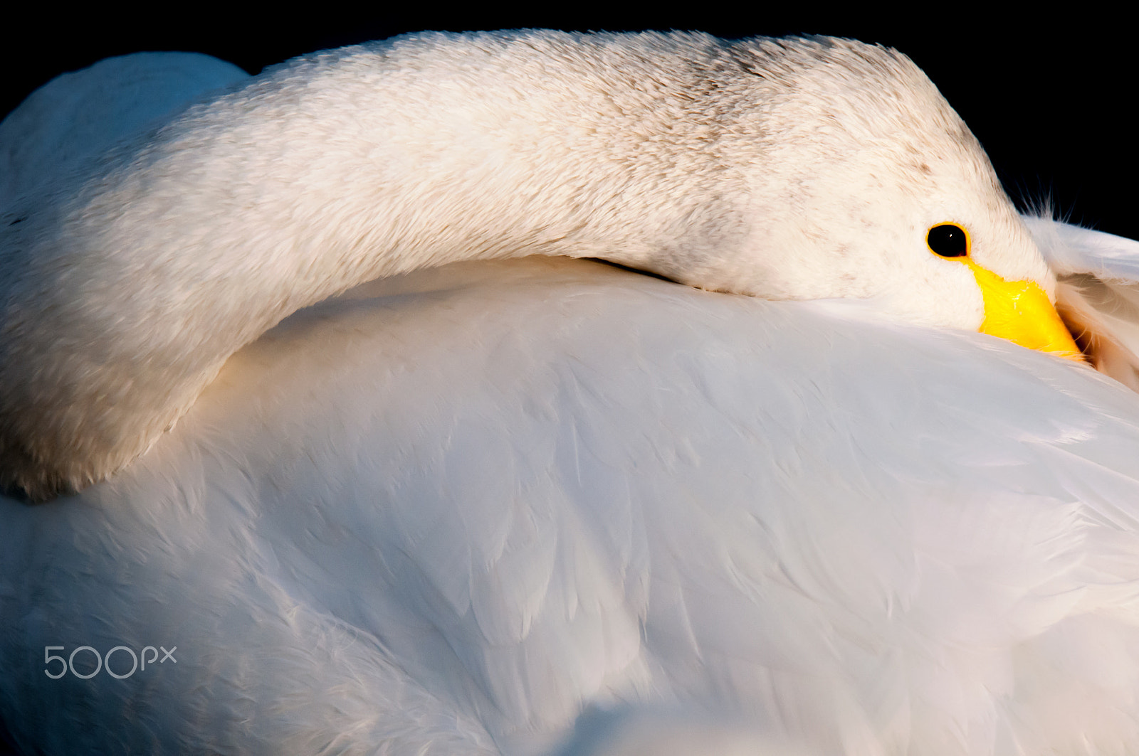 Sigma 150-600mm F5-6.3 DG OS HSM | S sample photo. Robe of an angel (hagoromo－羽衣) photography