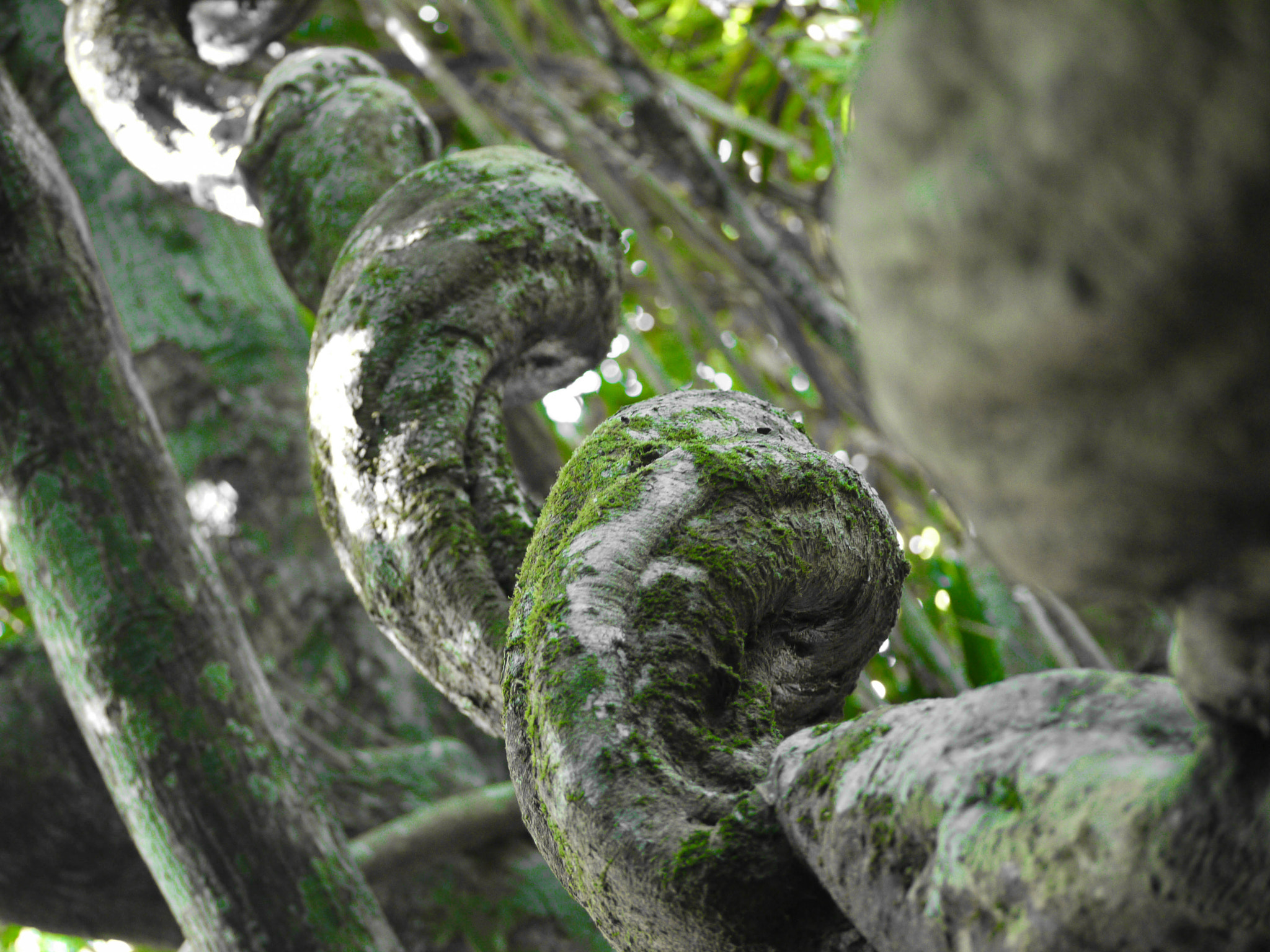 Panasonic Lumix G Vario 45-200mm F4-5.6 OIS sample photo. Rainforest spiral photography