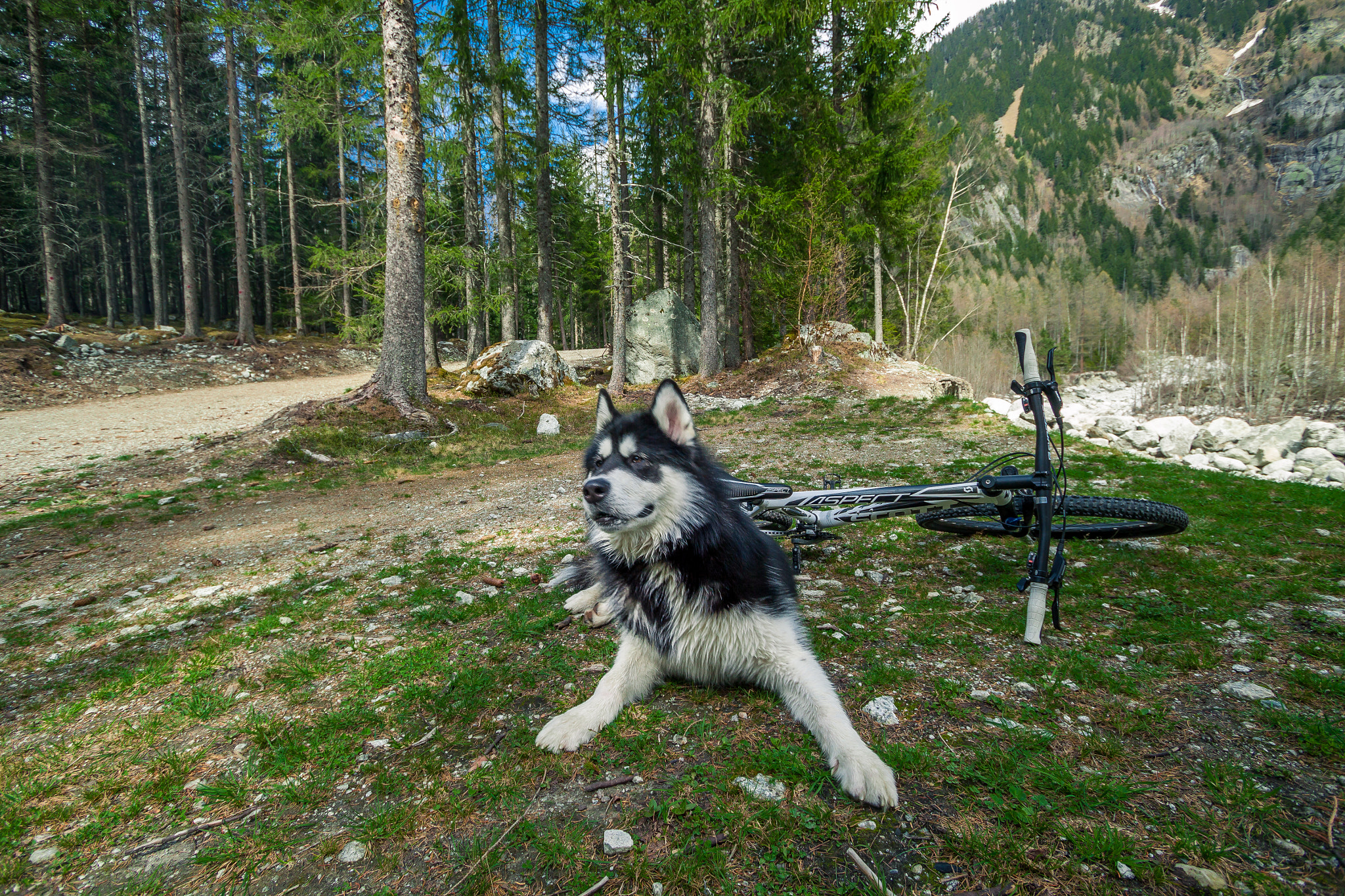 Canon EOS 50D sample photo. Biking dog photography