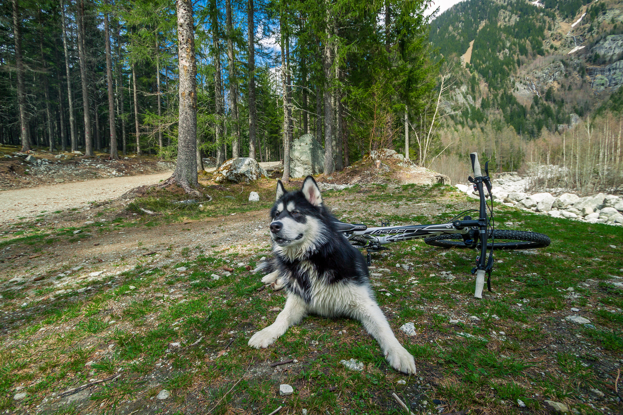 Canon EF-S 10-22mm F3.5-4.5 USM sample photo. Biking dog photography