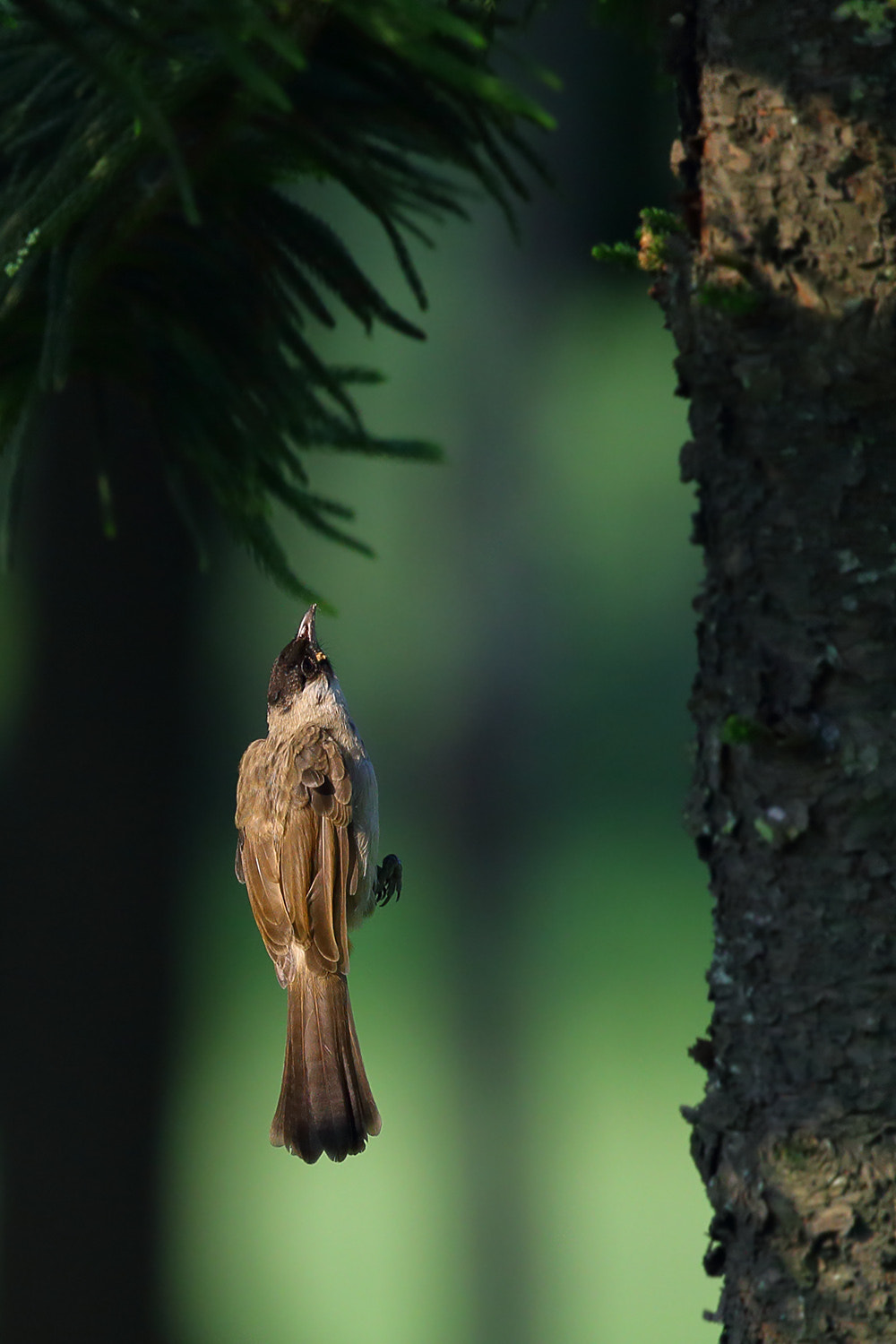 Canon EF 300mm F2.8L IS II USM sample photo. Vertical photography