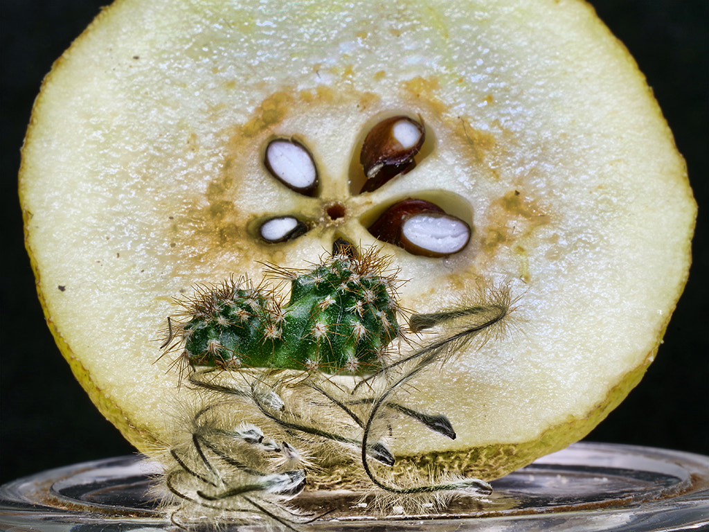 Pentax K-70 sample photo. груша кактус и семя клематиса photography