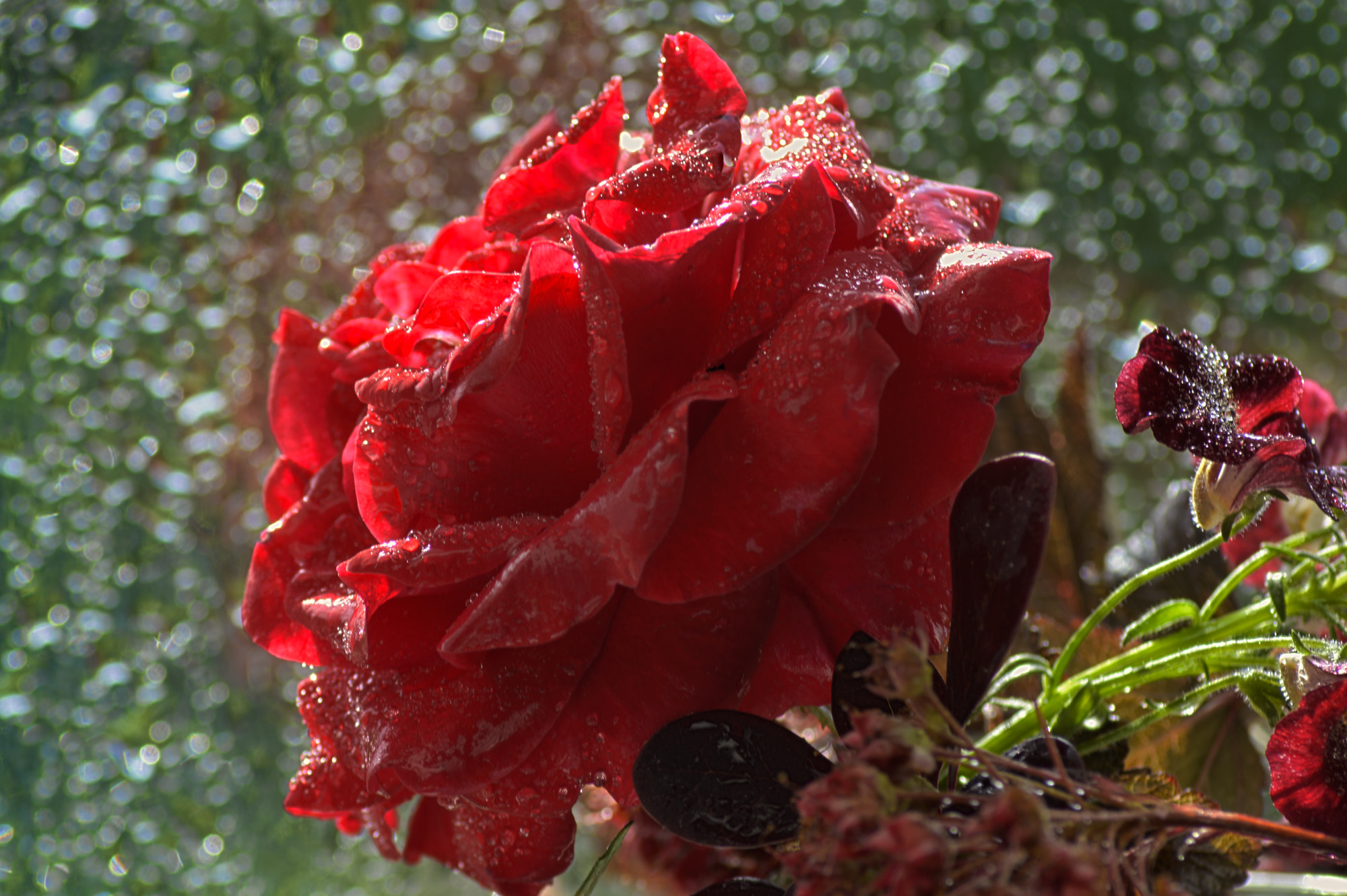 AF Nikkor 50mm f/1.8 + 1.4x sample photo. крас роза photography