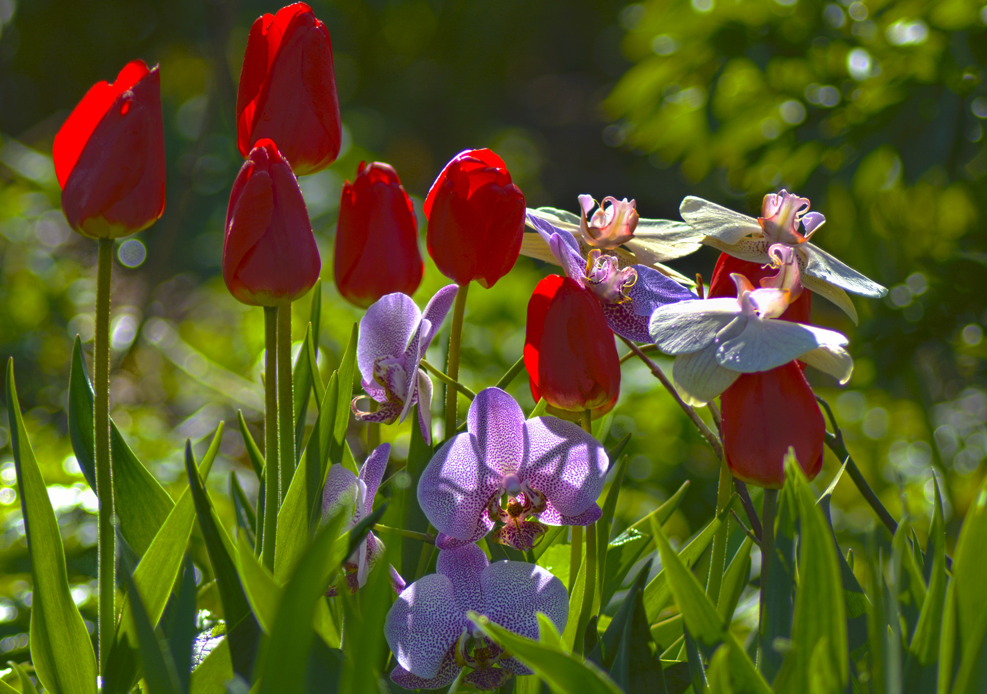 Sigma 70-300mm F4-5.6 DG Macro sample photo. орхидеи и тюльпаны photography