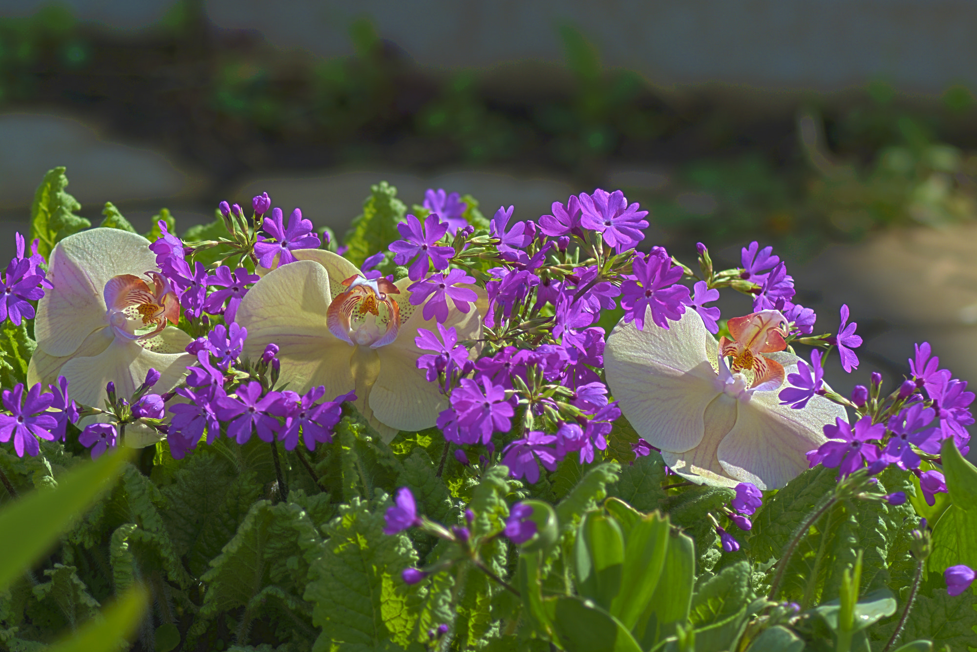 Nikon D5200 sample photo. орхидея и герань photography