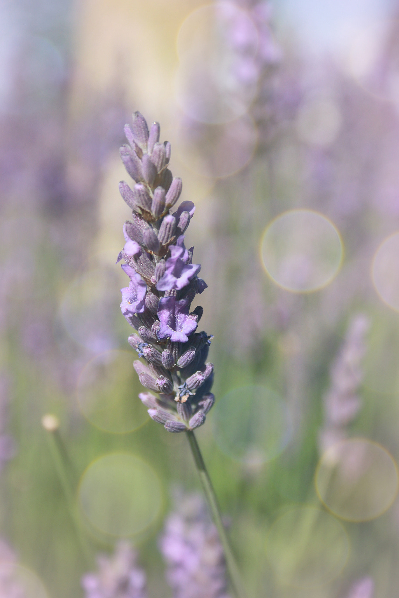 Canon EF-S 18-55mm F3.5-5.6 II sample photo. Lavender photography