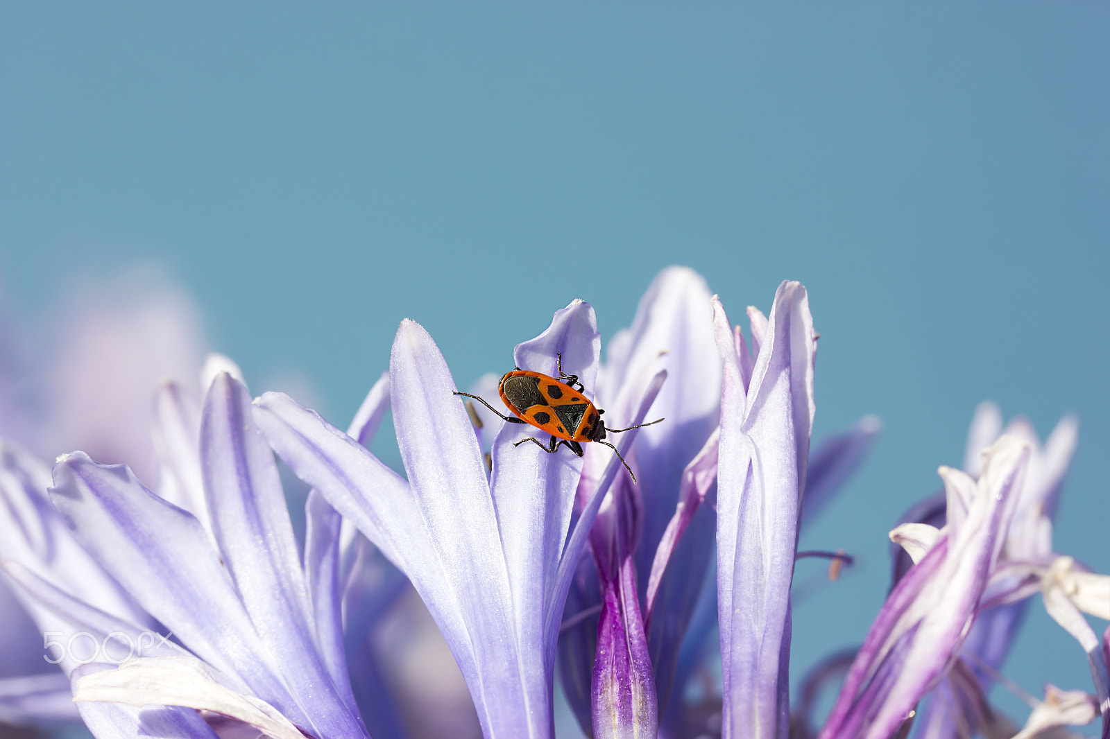 Canon EF-S 60mm F2.8 Macro USM sample photo. Beetle soldier on a violet flower photography