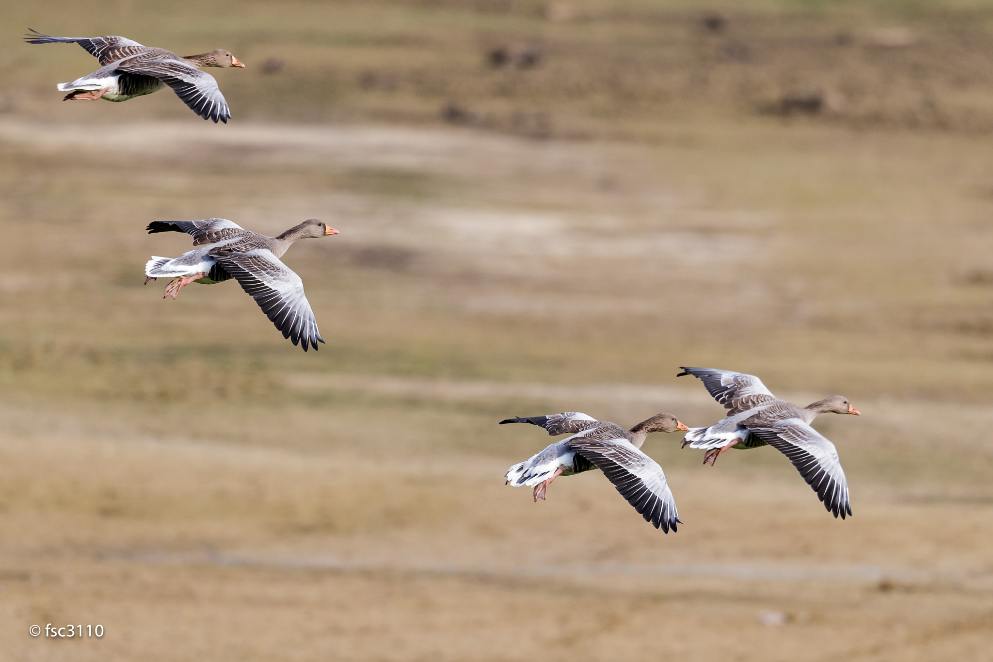 Canon EF 500mm F4L IS II USM sample photo. Greylag gooses in flight photography