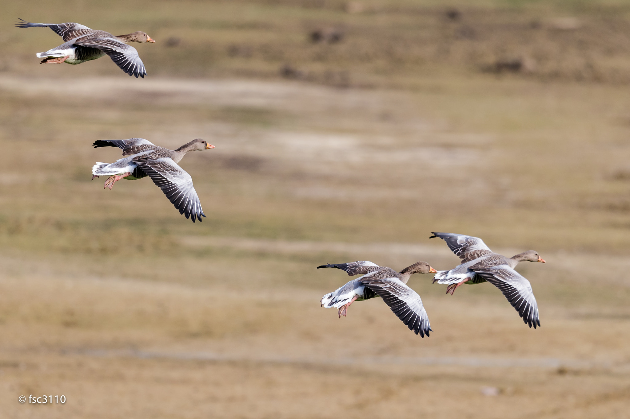 Canon EOS-1D X Mark II sample photo. Greylag gooses in flight photography