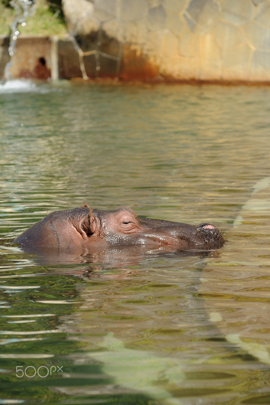 Nikon D3S sample photo. Swimming photography