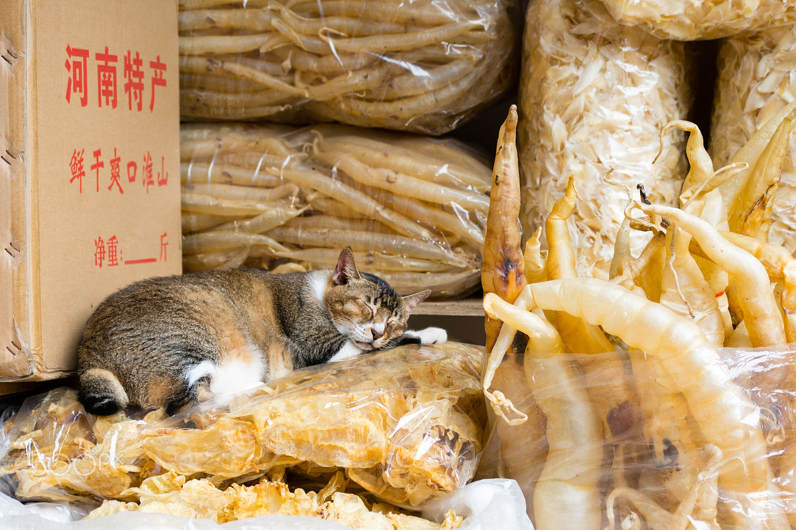 Nikon D7100 + Nikon AF-S DX Nikkor 55-200mm F4-5.6G VR II sample photo. Sleeping cat surrounded by dried fish photography