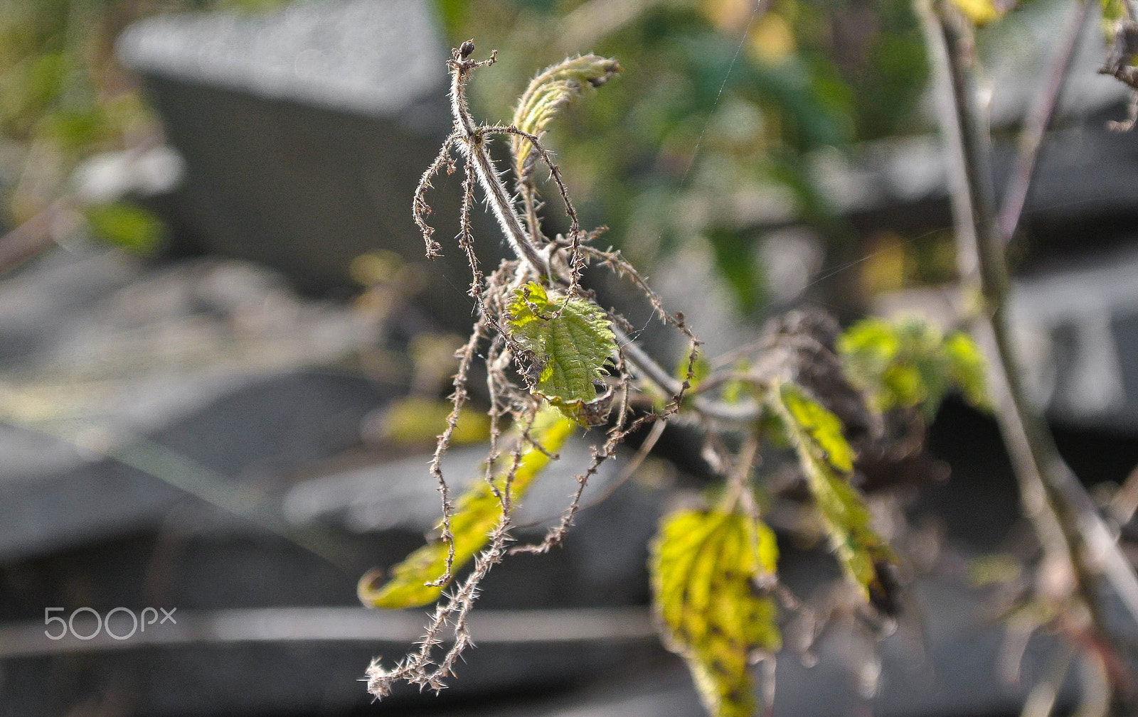 Nikon 1 Nikkor VR 10-30mm F3.5-5.6 sample photo. Nettle photography