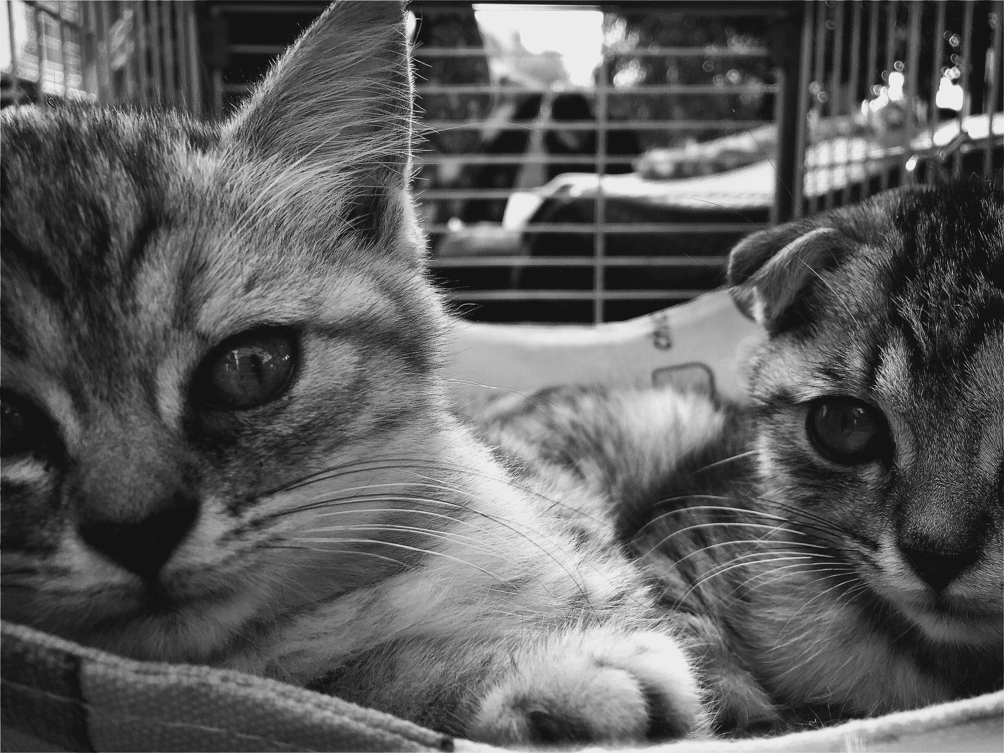 Hipstamatic 322 sample photo. Two kittens photography