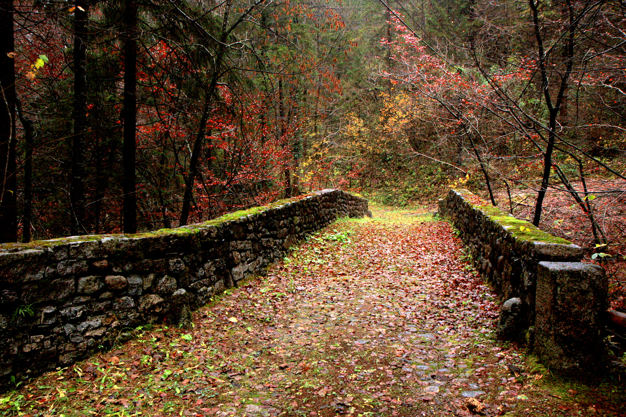 Canon EOS 450D (EOS Rebel XSi / EOS Kiss X2) sample photo. The old bridge in the wood photography