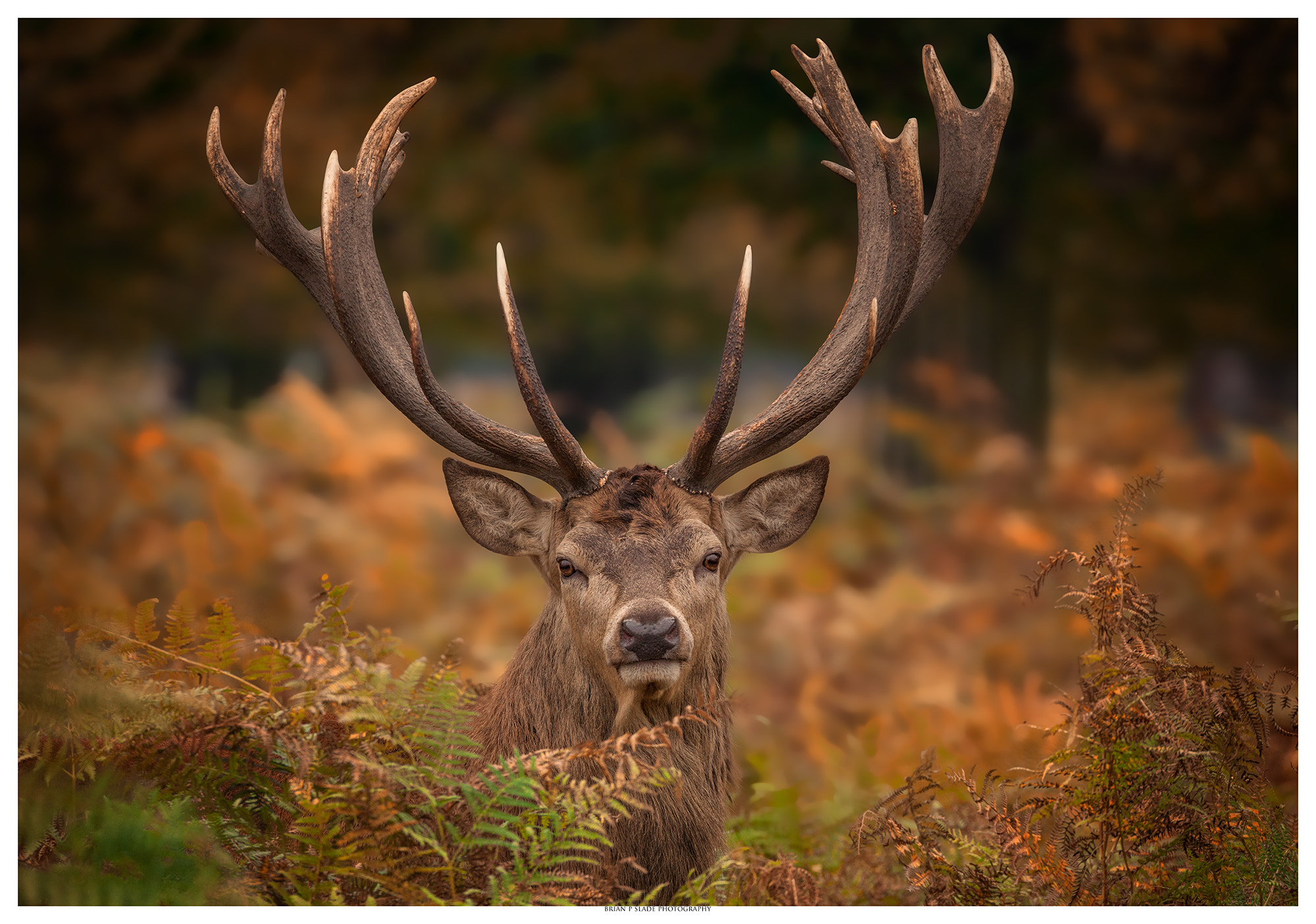 Sigma 150-600mm F5-6.3 DG OS HSM | C sample photo. 'antlers' photography