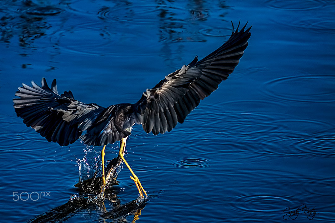 Canon EF-S 55-250mm F4-5.6 IS sample photo. Fishing photography