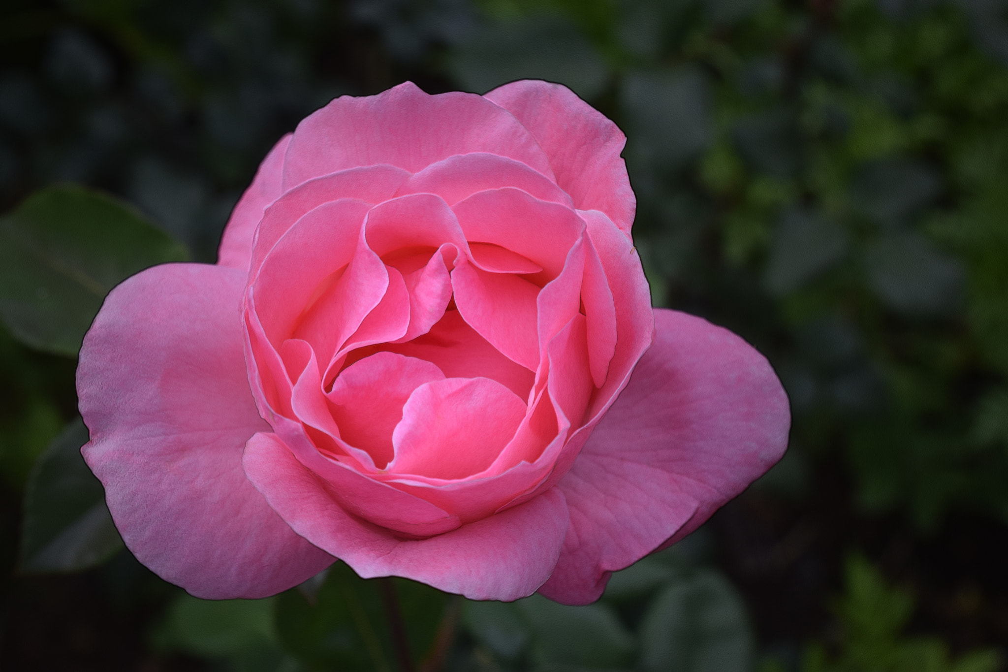 Nikon D5300 sample photo. Pink rose photography