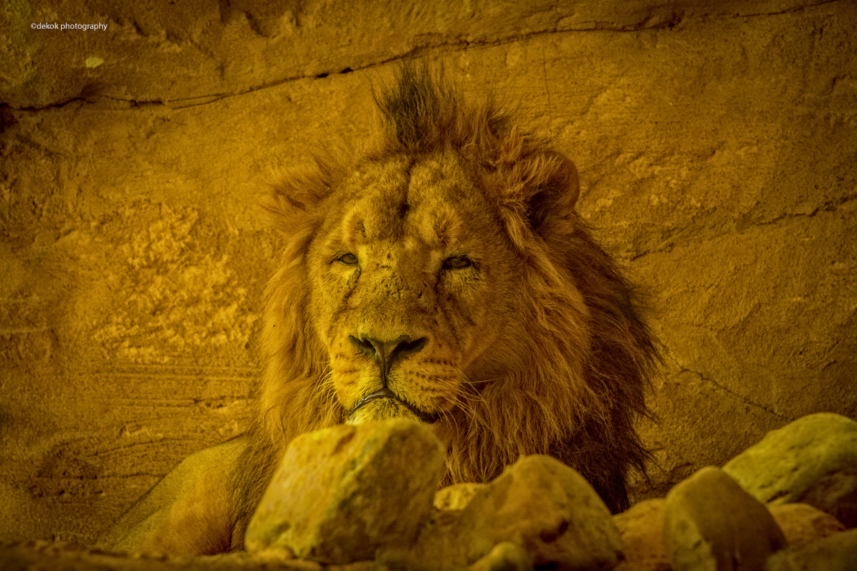 Nikon AF-S Nikkor 70-200mm F4G ED VR sample photo. Portrait asian lion . photography